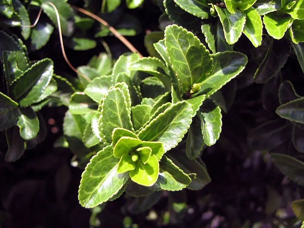 Japanese Euonymus (Euonymus Japonicus 'Grandifolia') — but it thrives best in slightly acidic to neutral soil (pH 6.0-7.5); it's adaptable to a, image 103