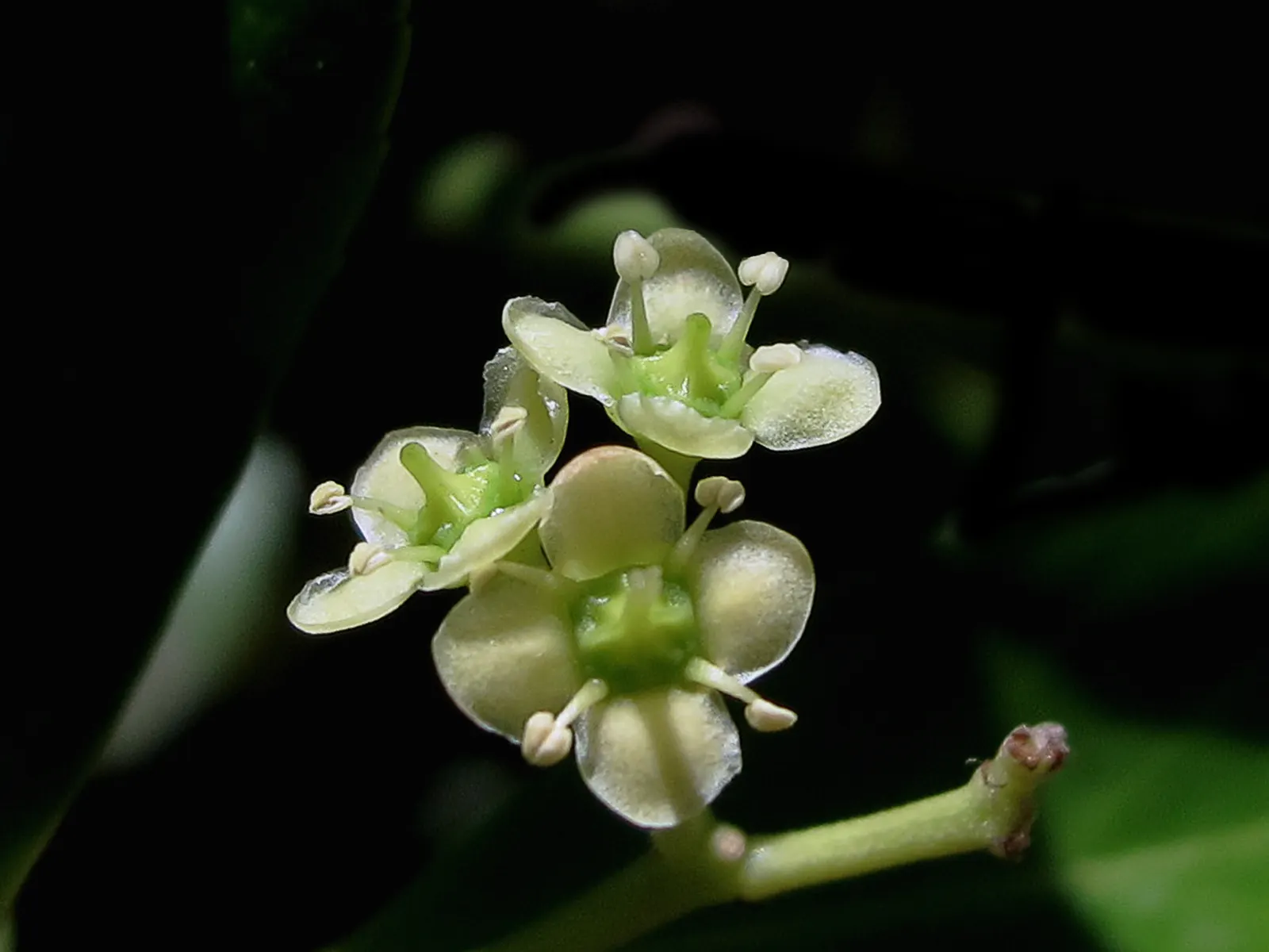 Japanese Euonymus (Euonymus Japonicus 'Grandifolia') — shrub for full or half or shade; always check with local guidelines before incorporating, image 84