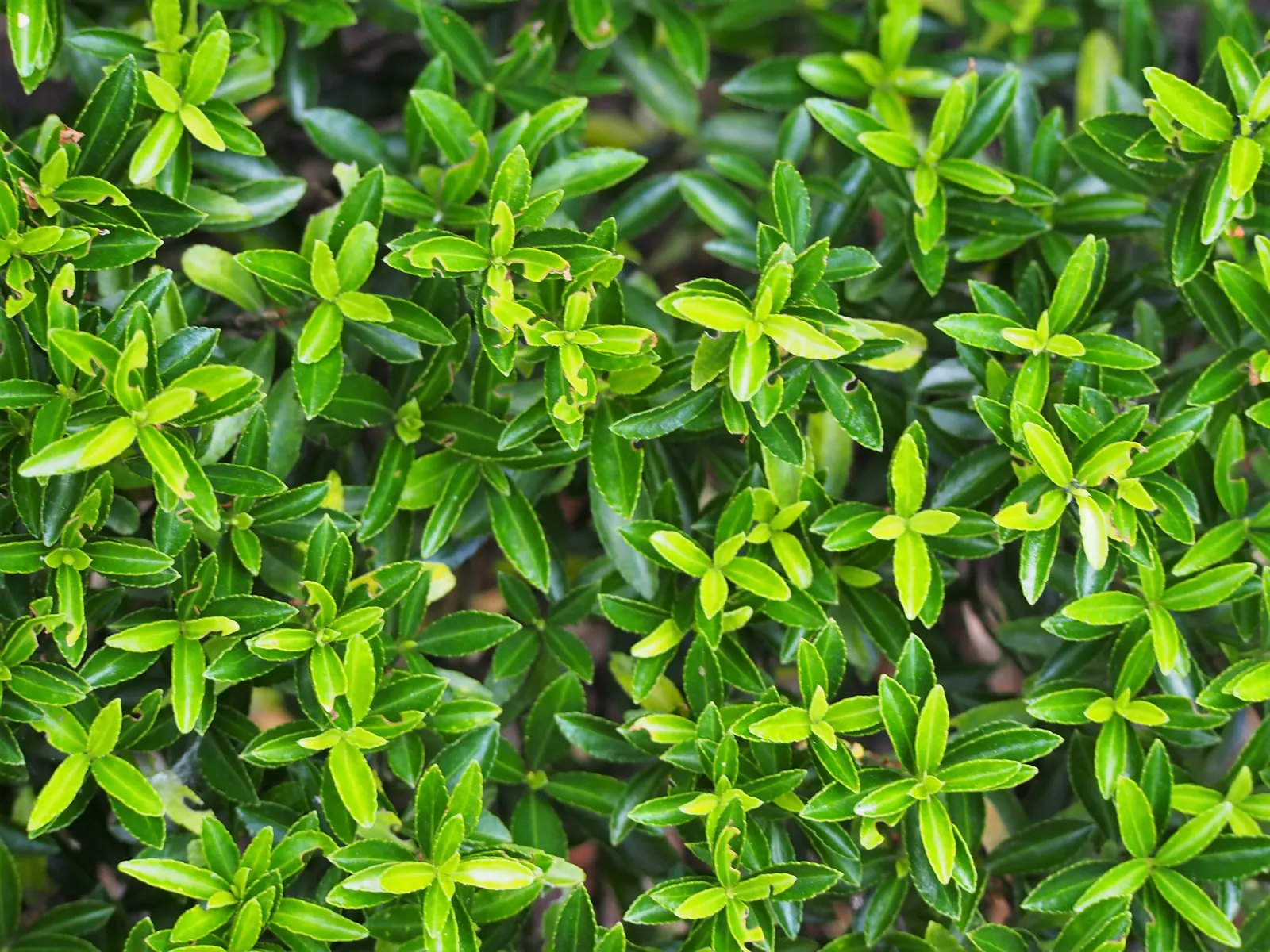 Japanese Euonymus (Euonymus Japonicus 'Grandifolia') — Always check with local guidelines before incorporating this species into your garden, image 81