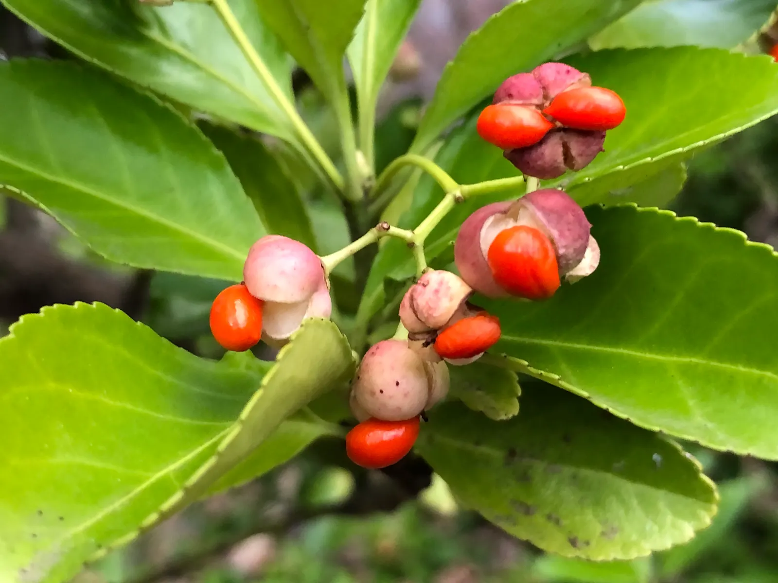 Japanese Euonymus (Euonymus Japonicus 'Grandifolia') — The Japanese Euonymus 'Grandifolia' is a robust evergreen shrub, flourishing with large, image 85