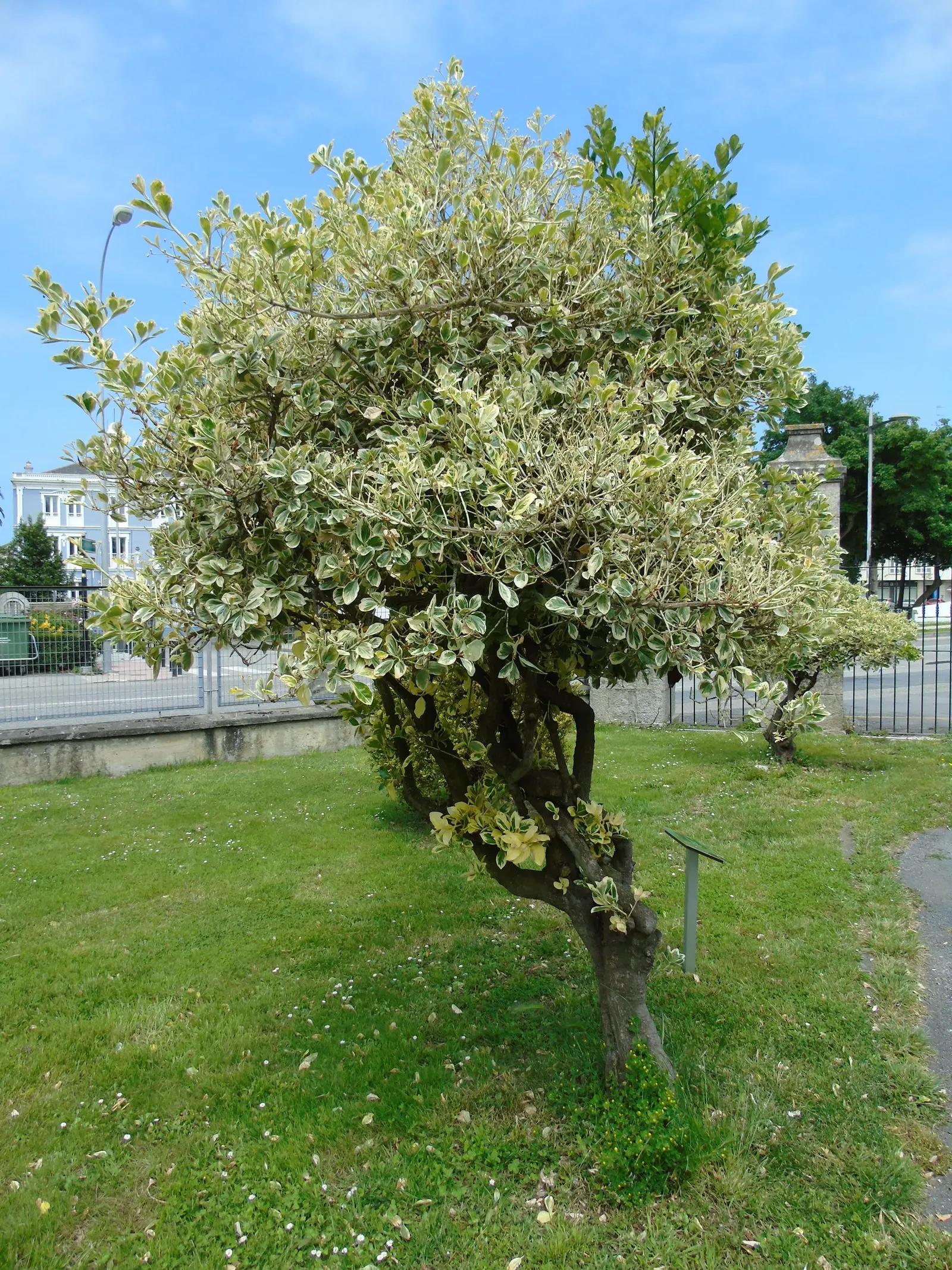 Japanese Euonymus (Euonymus Japonicus 'Grandifolia') — *Euonymus japonicus* can be invasive; it's adaptable to a wide range of well-drained soils, image 79