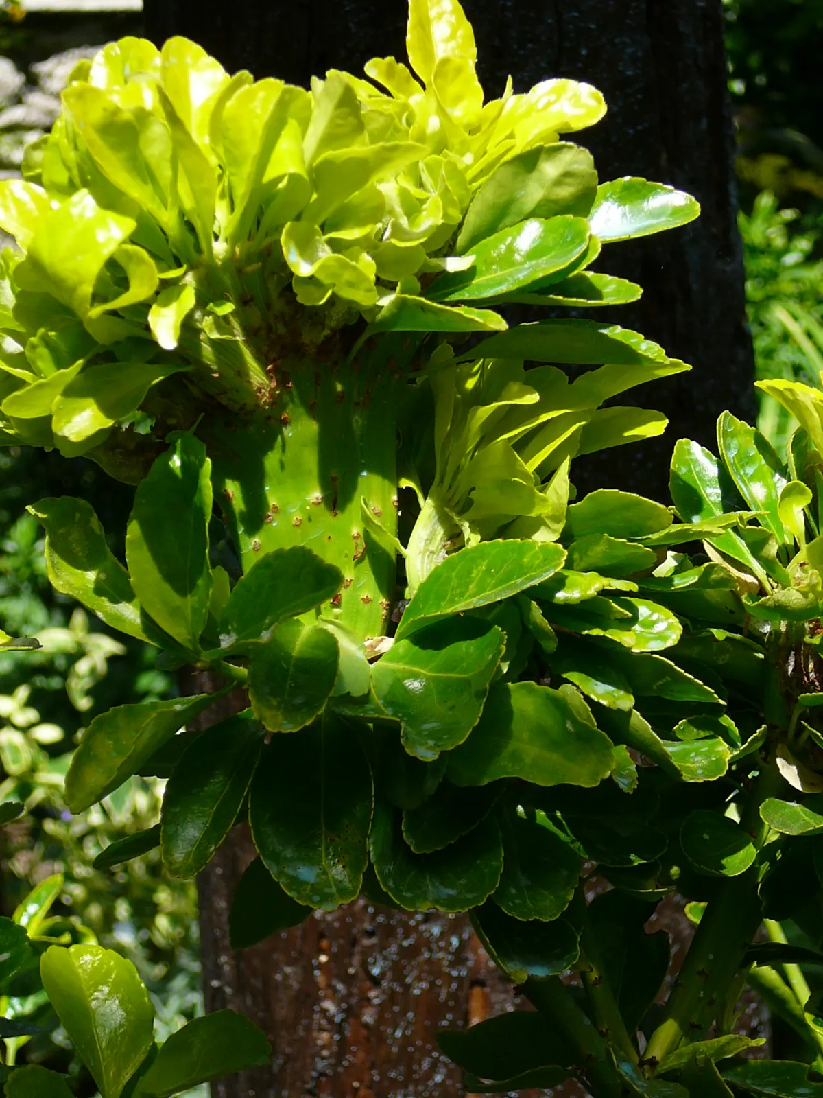 Japanese Euonymus (Euonymus Japonicus 'Grandifolia') — trim the shrub in late winter or early spring.<br><br>Be mindful that in some regions; with, image 78