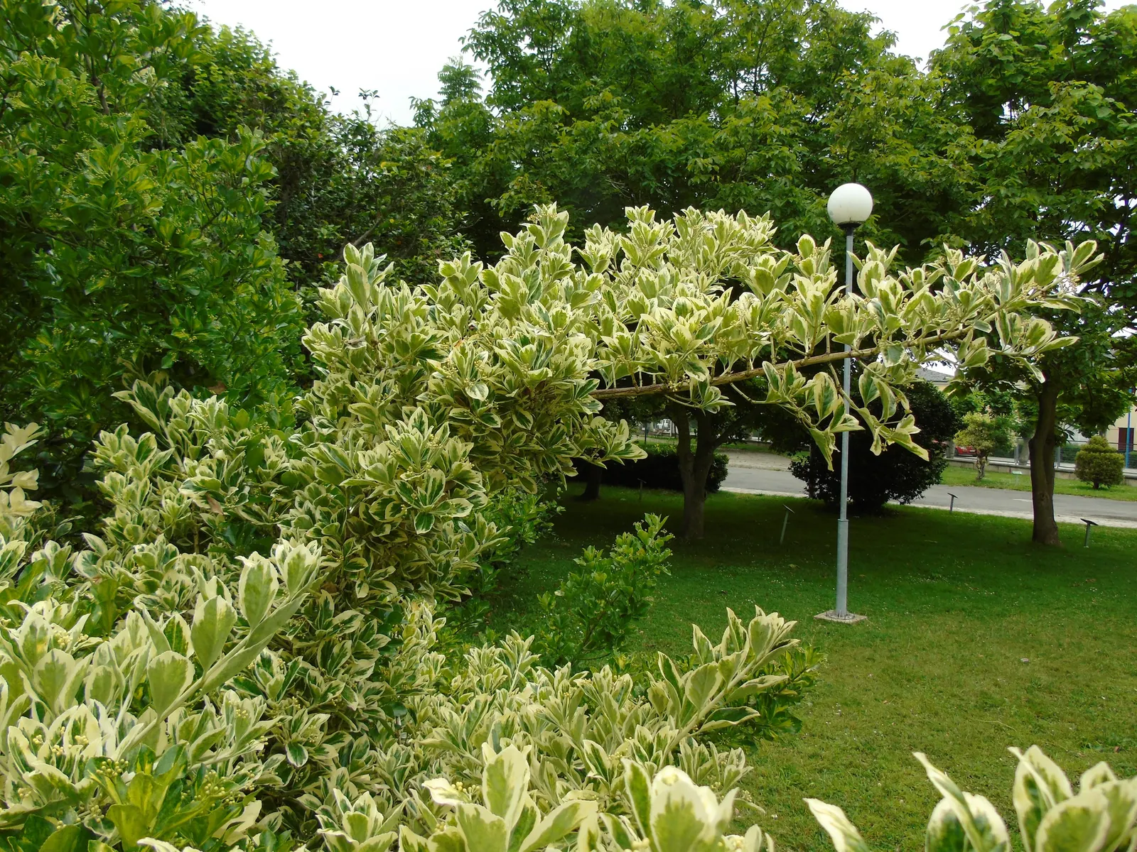 Japanese Euonymus (Euonymus Japonicus 'Grandifolia') — yellow flowers in the garden; with each leaf measuring up to 3 inches long, image 82