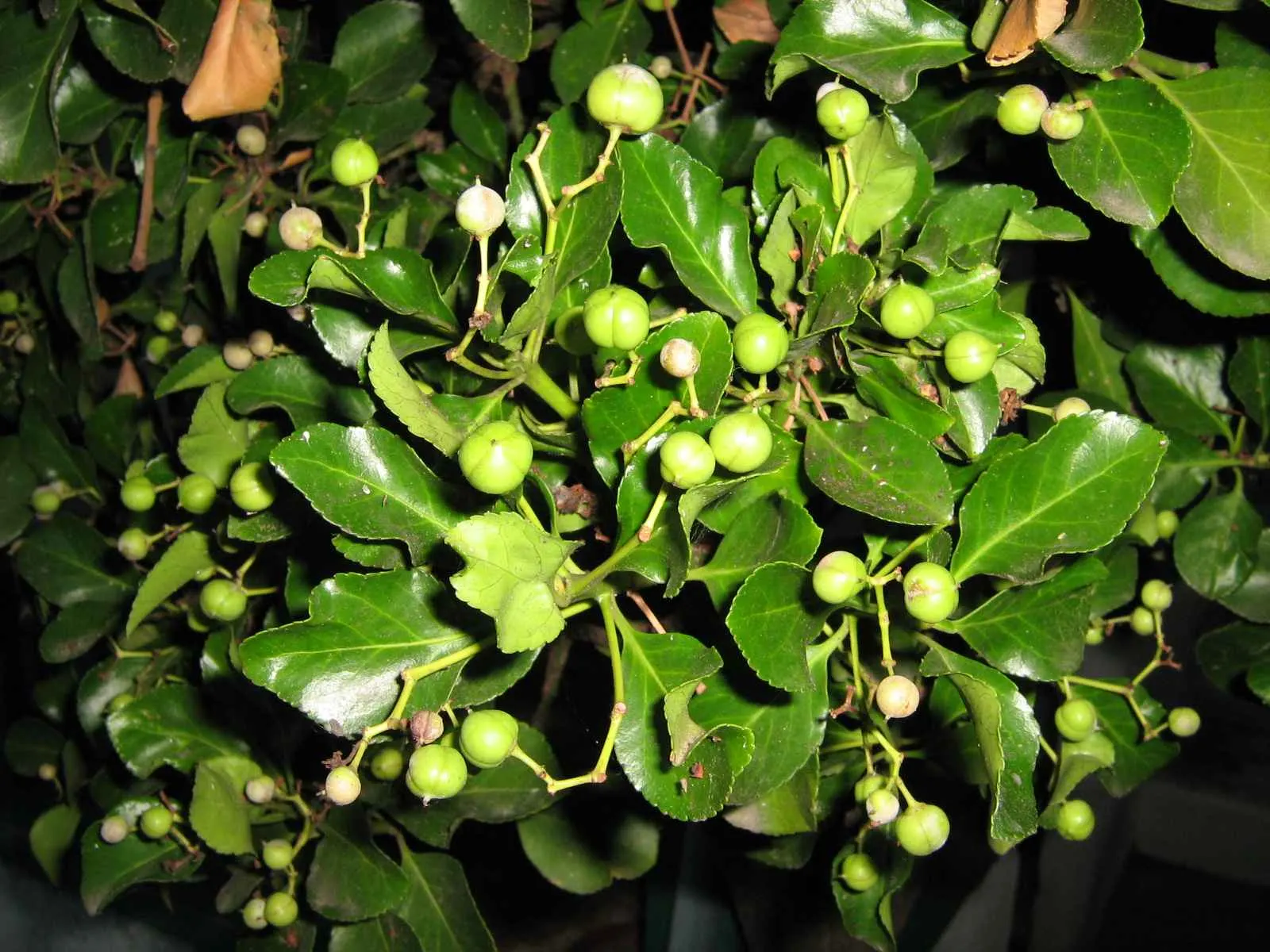 Japanese Euonymus (Euonymus Japonicus 'Grandifolia') — it does produce inconspicuous; with each leaf measuring up to 3 inches long, image 98