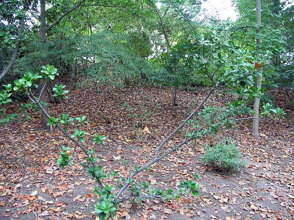 Japanese Euonymus (Euonymus Japonicus 'Grandifolia') — To maintain shape and encourage bushier growth
