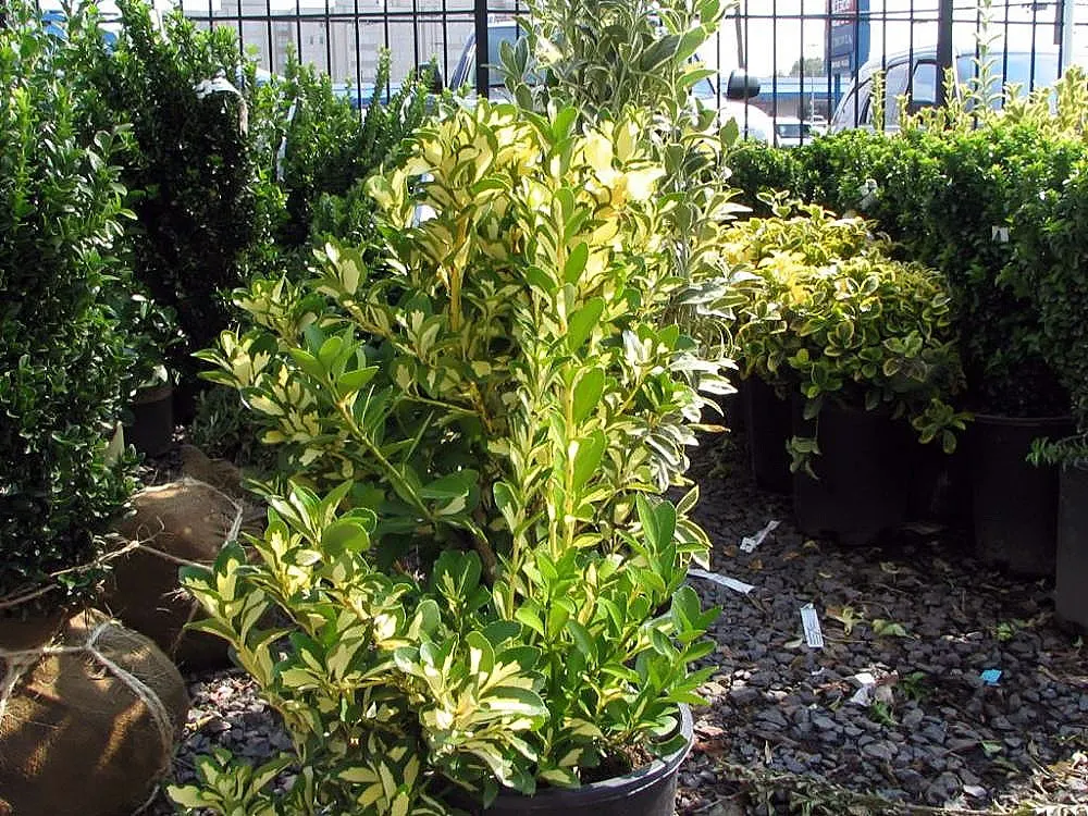 Japanese Euonymus (Euonymus Japonicus 'Grandifolia') — yellow flowers in the garden; with each leaf measuring up to 3 inches long, image 110