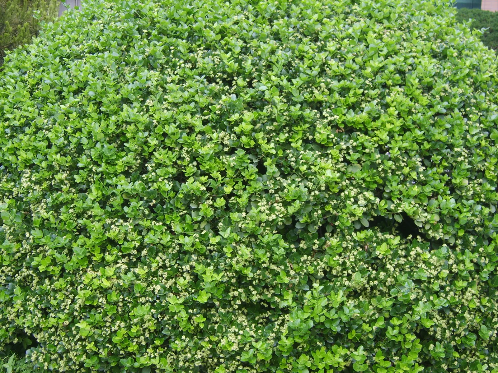 Japanese Euonymus (Euonymus Japonicus 'Grandifolia') — Regular watering will help establish the plant, though mature specimens are quite drought-tolerant