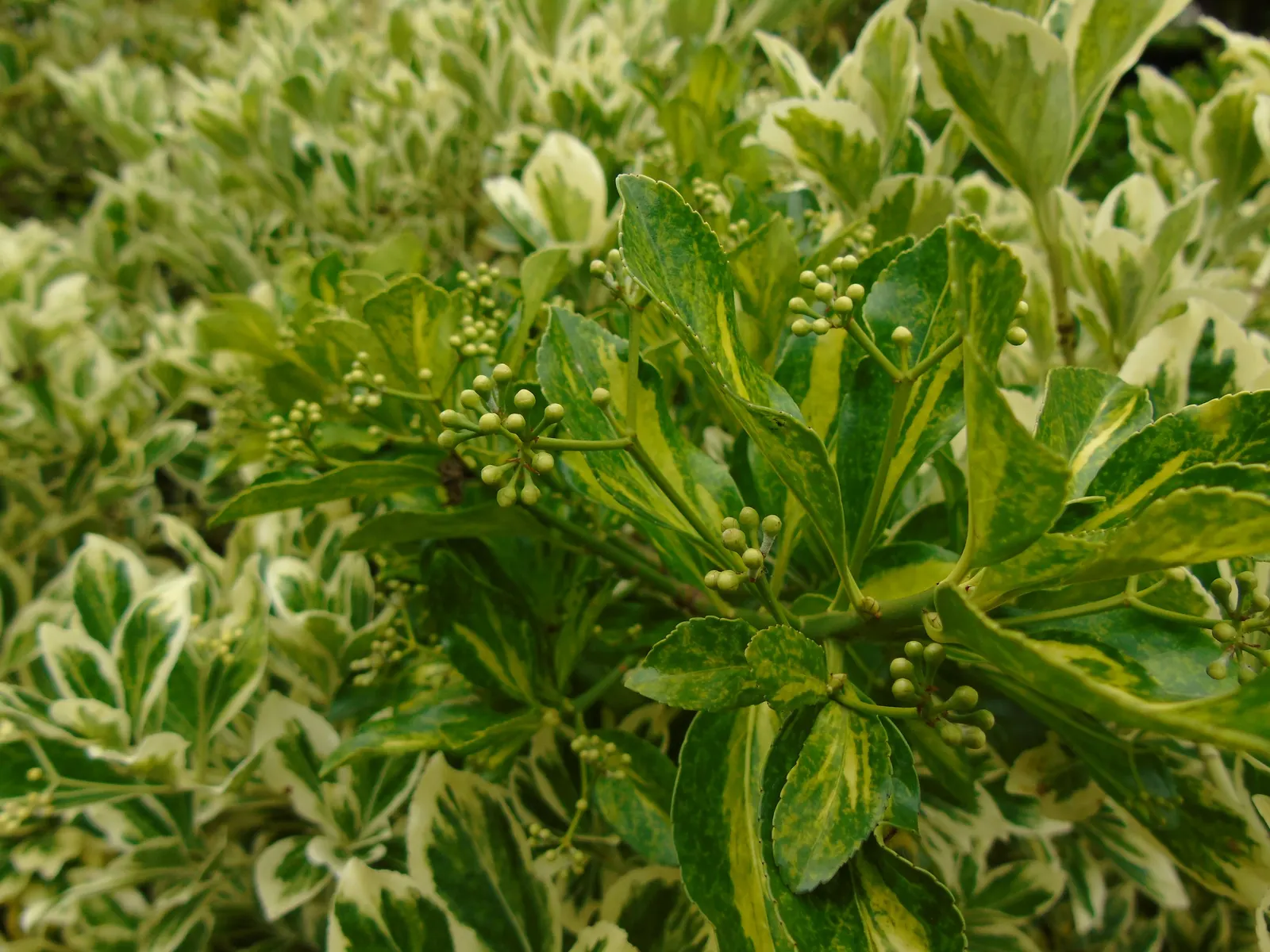 Japanese Euonymus (Euonymus Japonicus 'Grandifolia') — Regular watering will help establish the plant, though mature specimens are quite, image 76