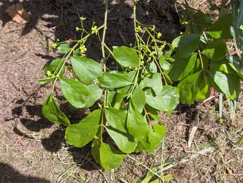 Japanese Euonymus (Euonymus Japonicus 'Grandifolia') — Always check with local guidelines before incorporating this species into your garden design