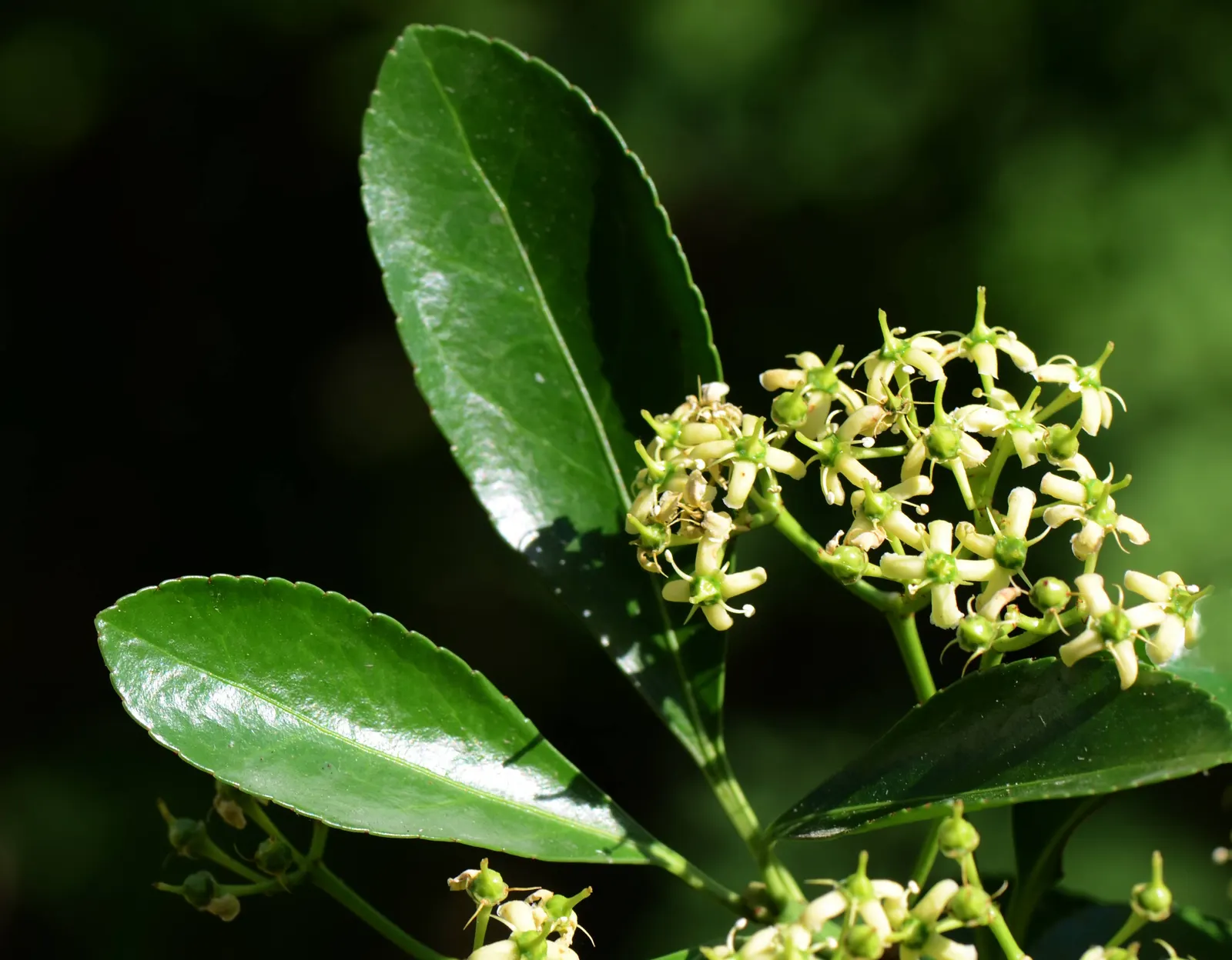 Japanese Euonymus (Euonymus Japonicus 'Grandifolia') — This versatile shrub thrives in full sun to partial shade and is tolerant of various soil, image 115
