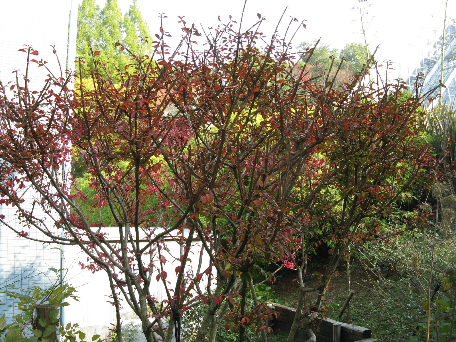 Japanese Euonymus (Euonymus Japonicus 'Grandifolia') — and its fruits are toxic if ingested; always check with local guidelines before incorporating this