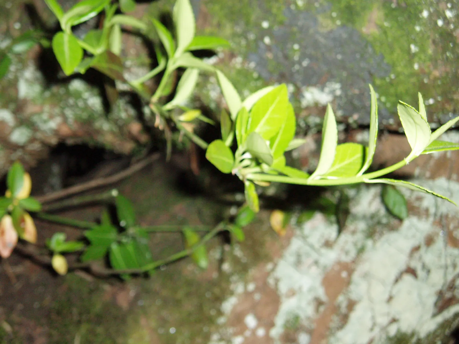 Japanese Euonymus (Euonymus Japonicus 'Grandifolia') — While the plant is predominantly grown for its foliage; needing moderate watering, image 69