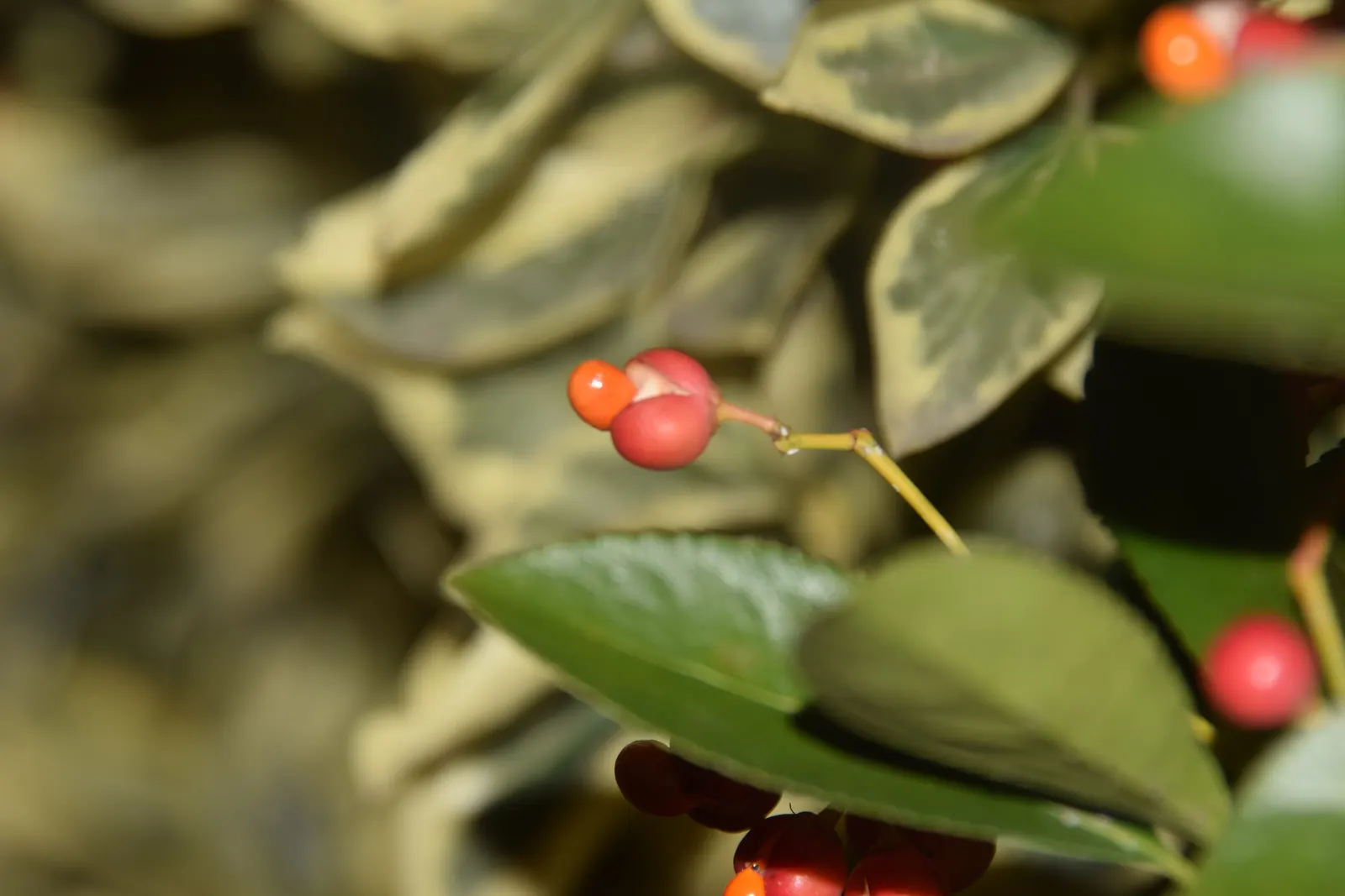 Japanese Euonymus (Euonymus Japonicus 'Grandifolia') — shrub for full or half or shade; always check with local guidelines before incorporating this species