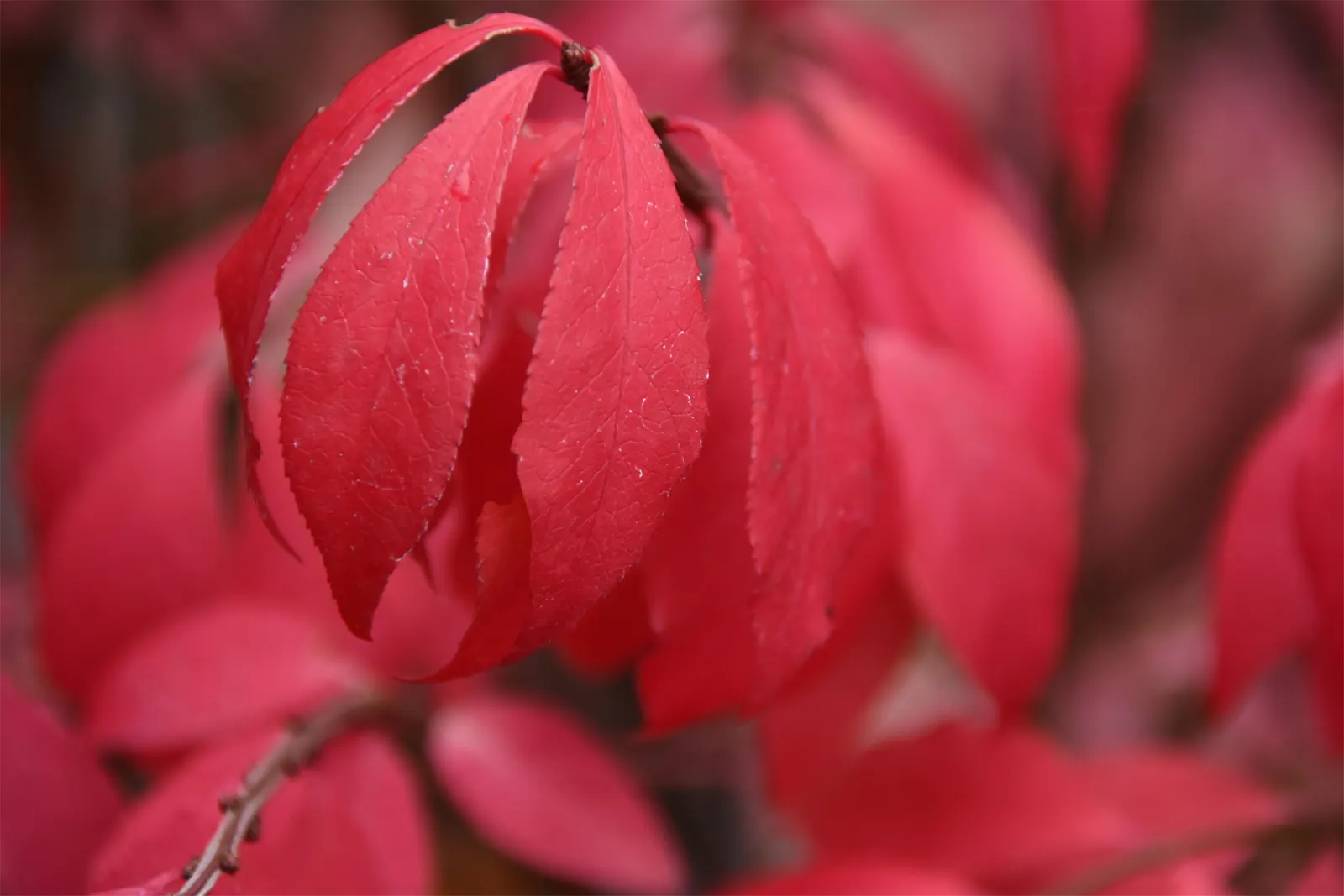 Japanese Euonymus (Euonymus Japonicus 'Grandifolia') — followed by seldom-seen pinkish fruit.<br><br>When designing your landscape; always check with local