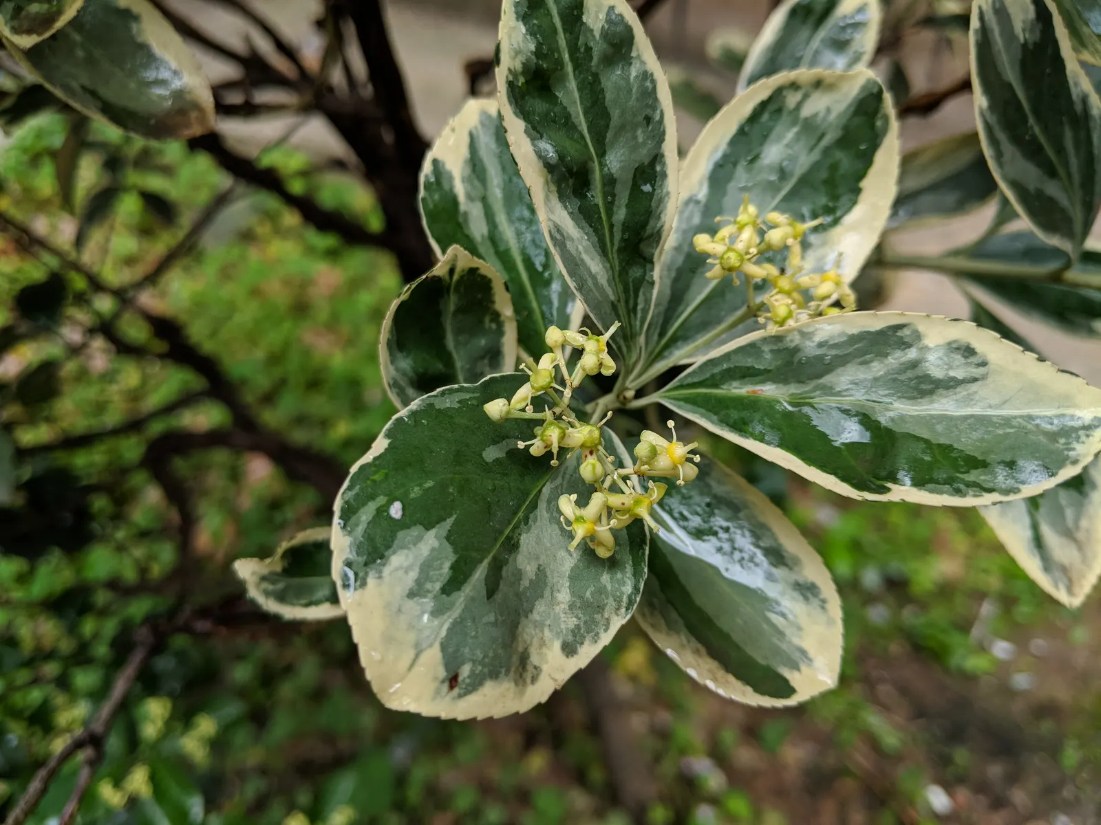 Japanese Euonymus (Euonymus Japonicus 'Grandifolia') — is an evergreen shrub prized for its lush; it's adaptable to a wide range of well-drained, image 63