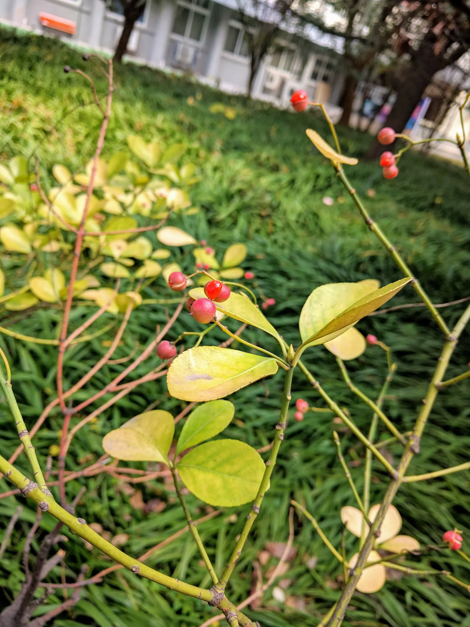Japanese Euonymus (Euonymus Japonicus 'Grandifolia') — or *Euonymus japonicus* 'Grandifolia'; with each leaf measuring up to 3 inches long, image 62
