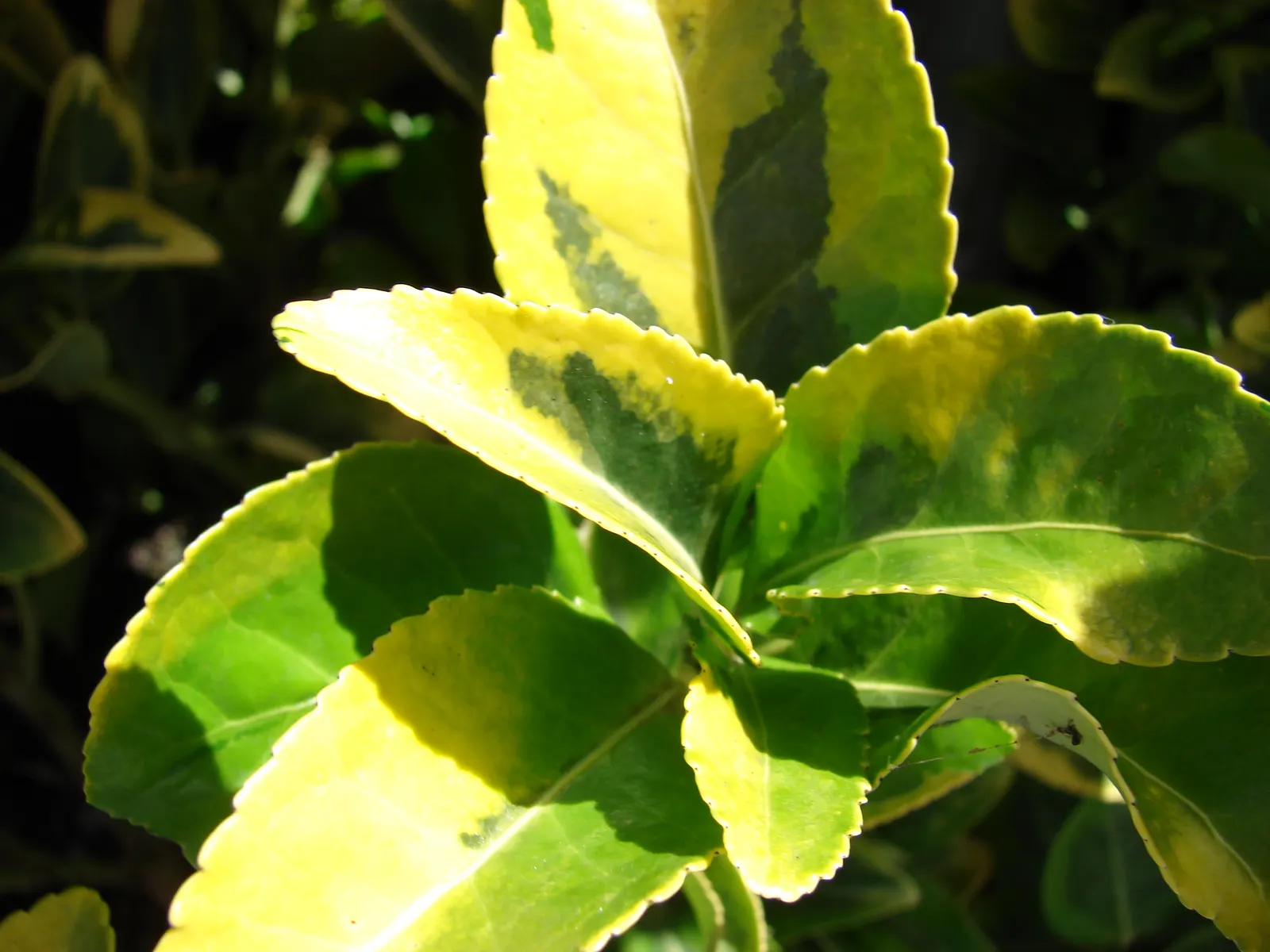 Japanese Euonymus (Euonymus Japonicus 'Grandifolia') — This versatile shrub thrives in full sun to partial shade and is tolerant of various soil, image 59