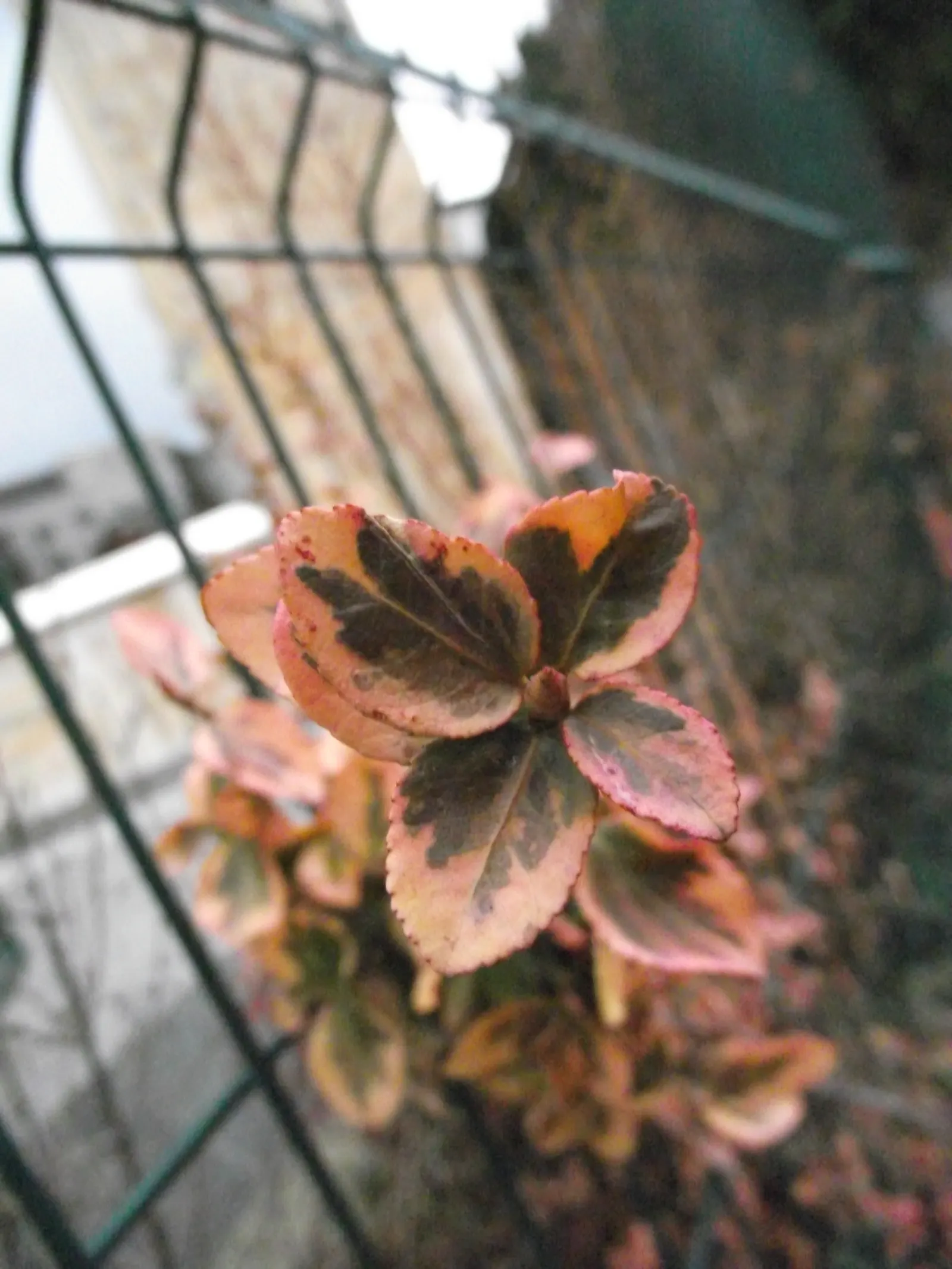 Japanese Euonymus (Euonymus Japonicus 'Grandifolia') — shrub for full or half or shade