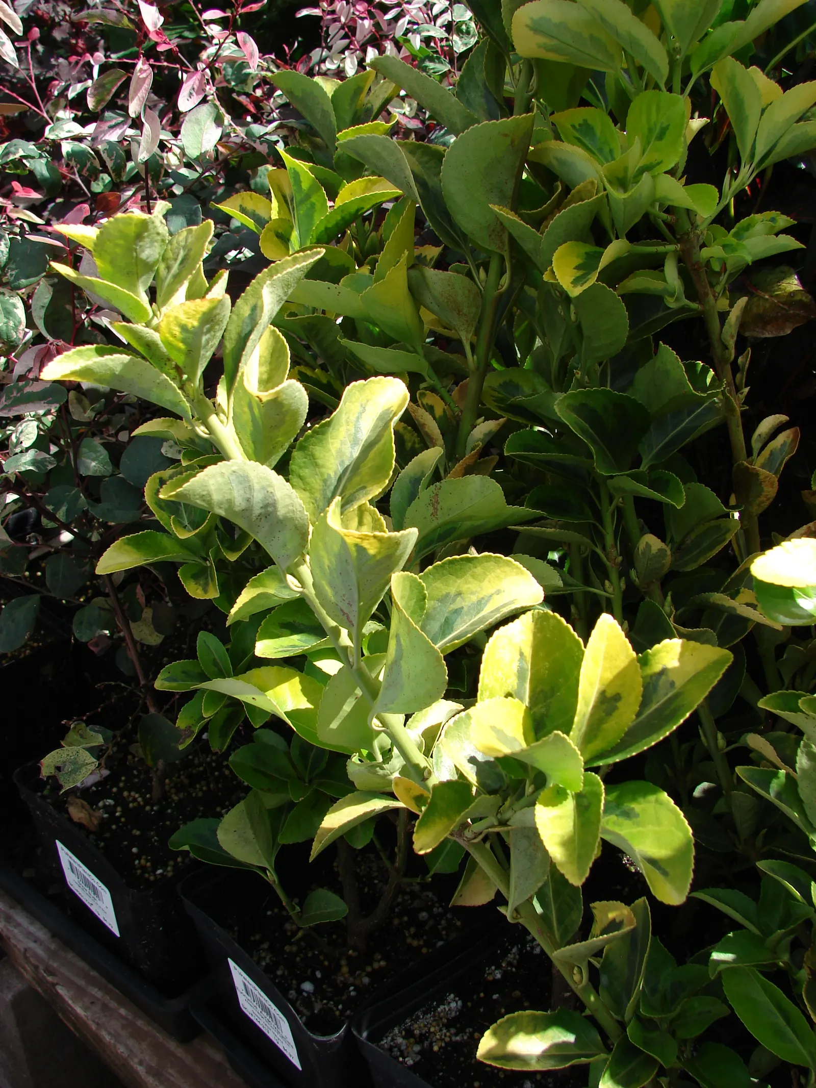 Japanese Euonymus (Euonymus Japonicus 'Grandifolia') — needing moderate watering; always check with local guidelines before incorporating this, image 60