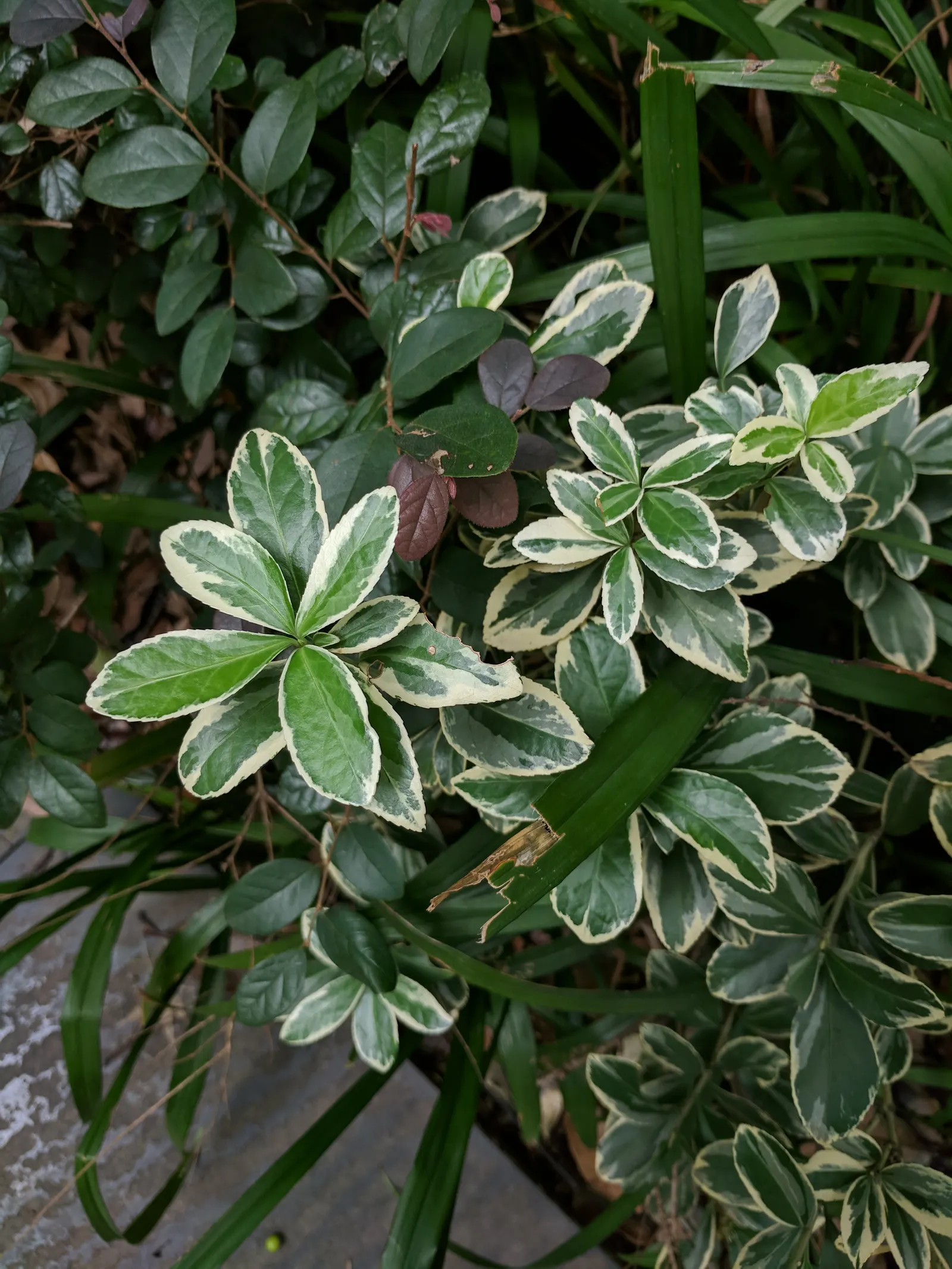 Japanese Euonymus (Euonymus Japonicus 'Grandifolia') — Its dense foliage provides year-round interest, making it a stalwart in structured landscape, image 61