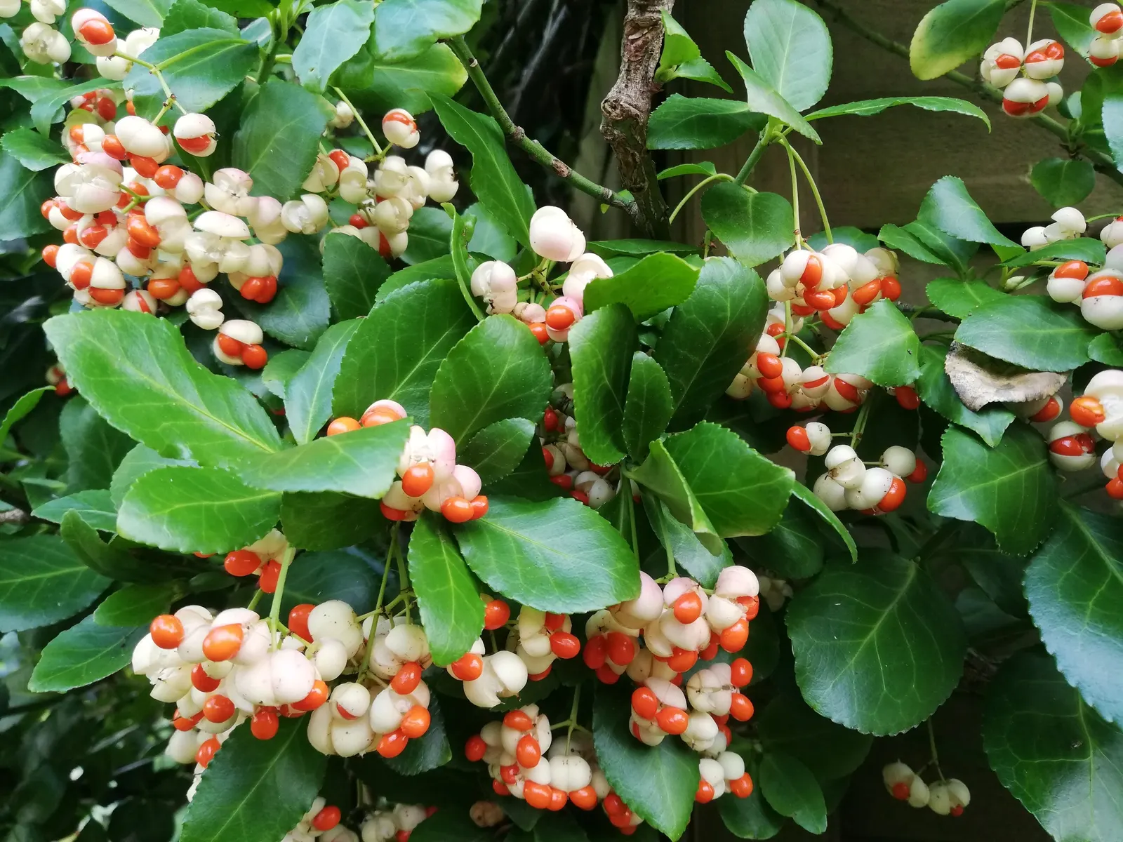 Japanese Euonymus (Euonymus Japonicus 'Grandifolia') — The dark green leaves provide a year-round dense canopy, making it an excellent choice for, image 68