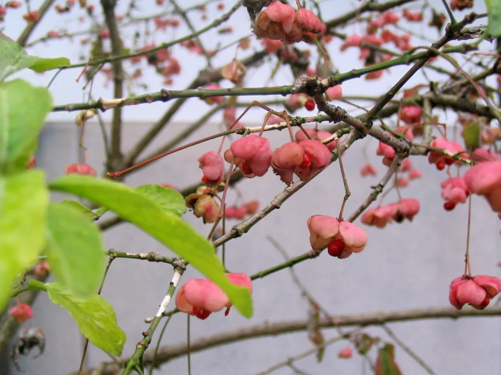 Japanese Euonymus (Euonymus Japonicus 'Grandifolia') — this hardy cultivar can reach an impressive height of 10 to 15 feet and a width of 5 to 6 feet; with