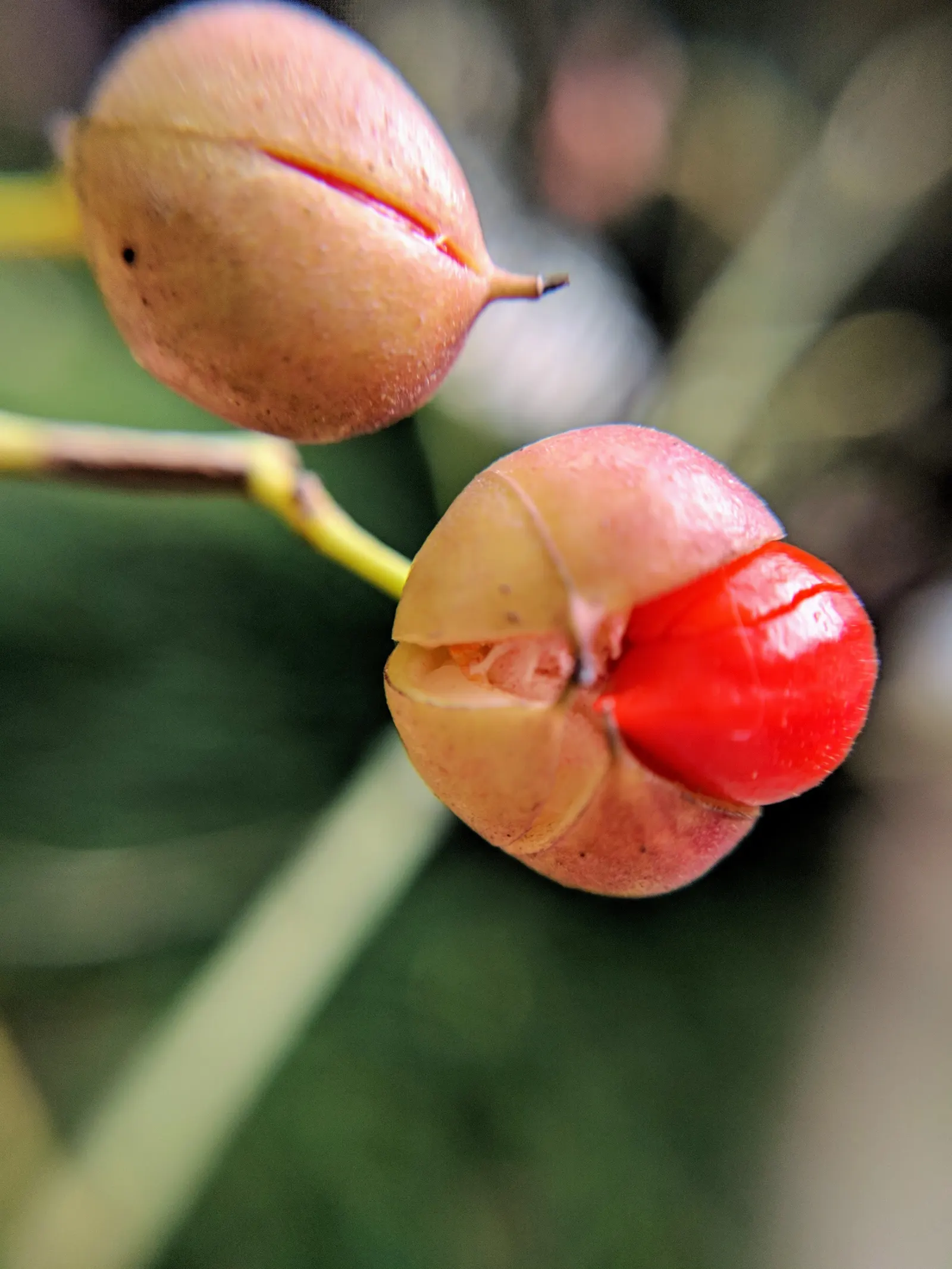 Japanese Euonymus (Euonymus Japonicus 'Grandifolia') — glossy foliage and robust growth habit; always check with local guidelines before, image 64