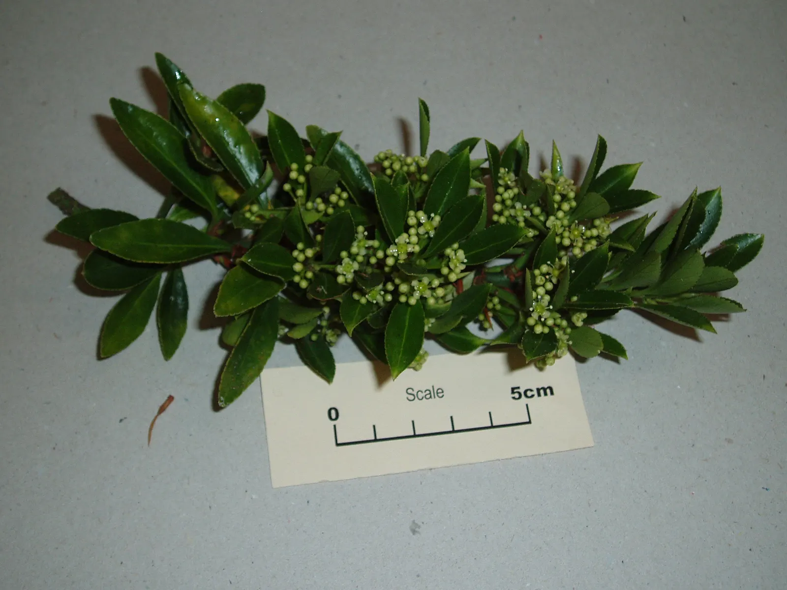 Japanese Euonymus (Euonymus Japonicus 'Grandifolia') — shrub with yellow blooms; it's adaptable to a wide range of well-drained soils