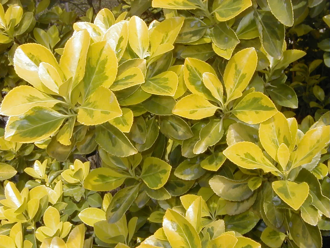 Japanese Euonymus (Euonymus Japonicus 'Grandifolia') — The Japanese Euonymus 'Grandifolia' is a robust evergreen shrub, flourishing with large, image 57