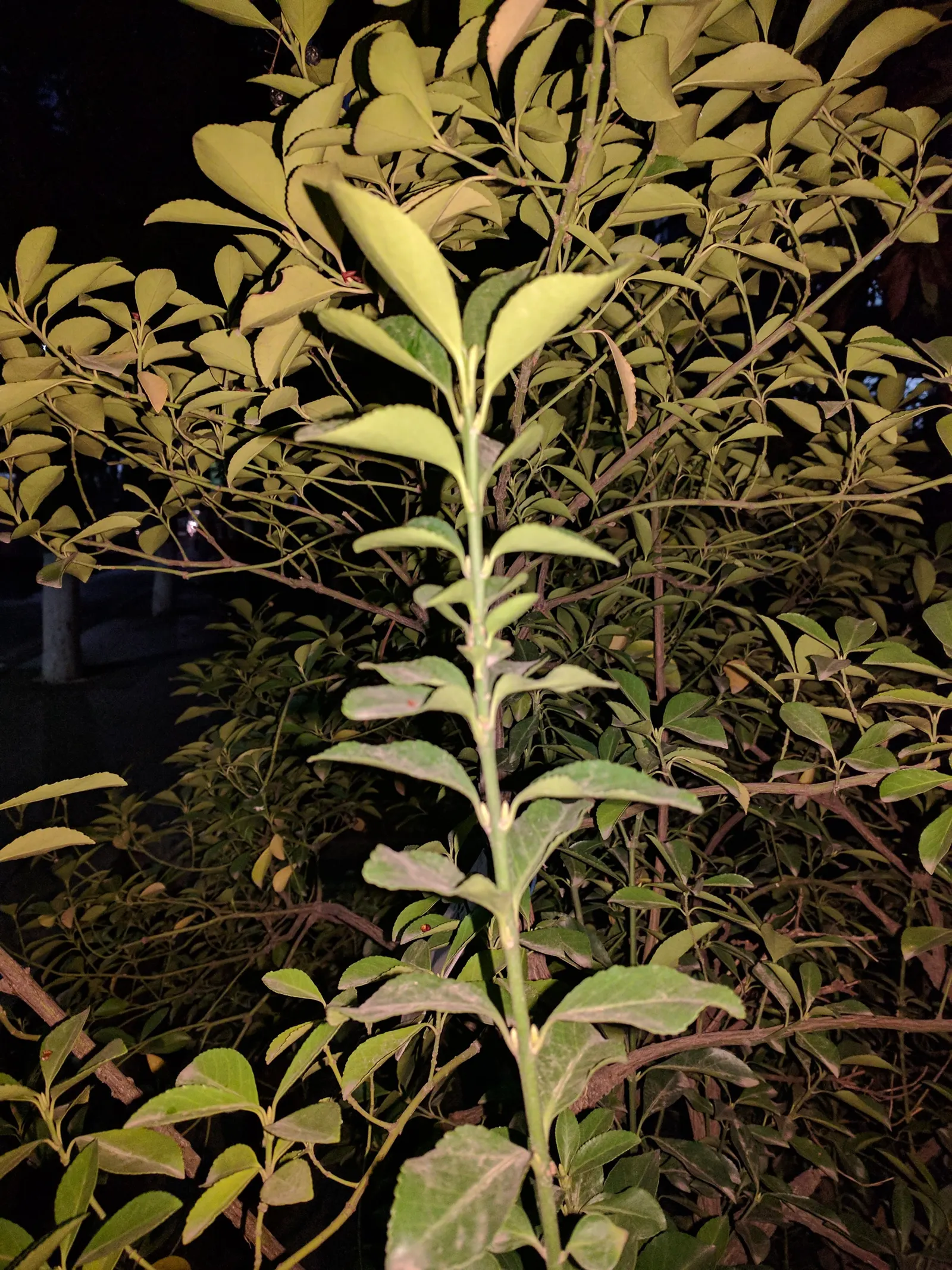 Japanese Euonymus (Euonymus Japonicus 'Grandifolia') — with each leaf measuring up to 3 inches long; it's adaptable to a wide range of well-drained, image 67