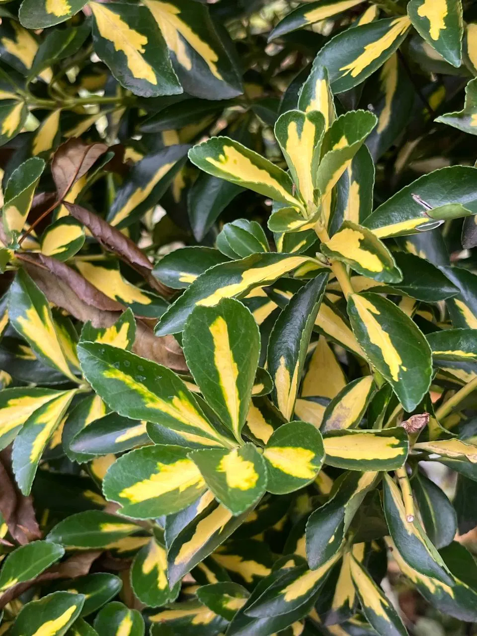 Japanese Euonymus (Euonymus Japonicus 'Grandifolia') — While the plant is predominantly grown for its foliage; needing moderate watering