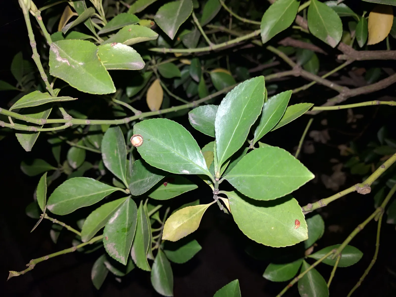 Japanese Euonymus (Euonymus Japonicus 'Grandifolia') — Ideal for creating formal hedges; needing moderate watering, image 65