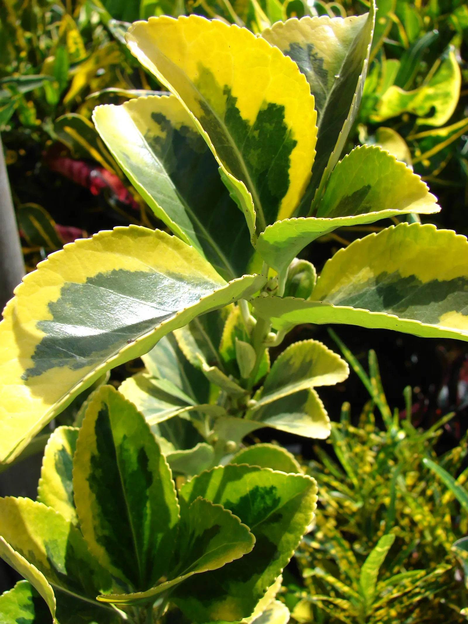 Japanese Euonymus (Euonymus Japonicus 'Grandifolia') — To maintain shape and encourage bushier growth; needing moderate watering