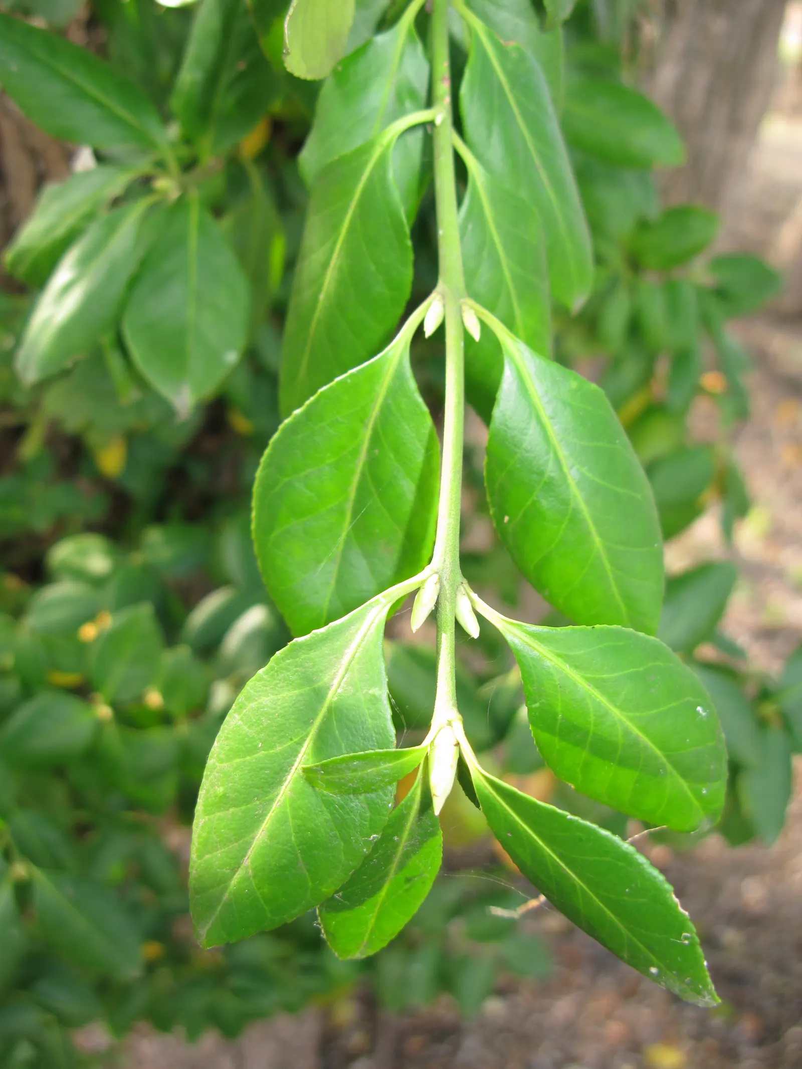 Japanese Euonymus (Euonymus Japonicus 'Grandifolia') — or *Euonymus japonicus* 'Grandifolia'