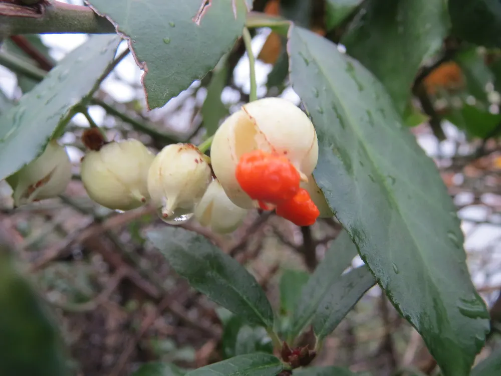 Japanese Euonymus (Euonymus Japonicus 'Grandifolia') — *Euonymus japonicus* can be invasive; it's adaptable to a wide range of well-drained soils