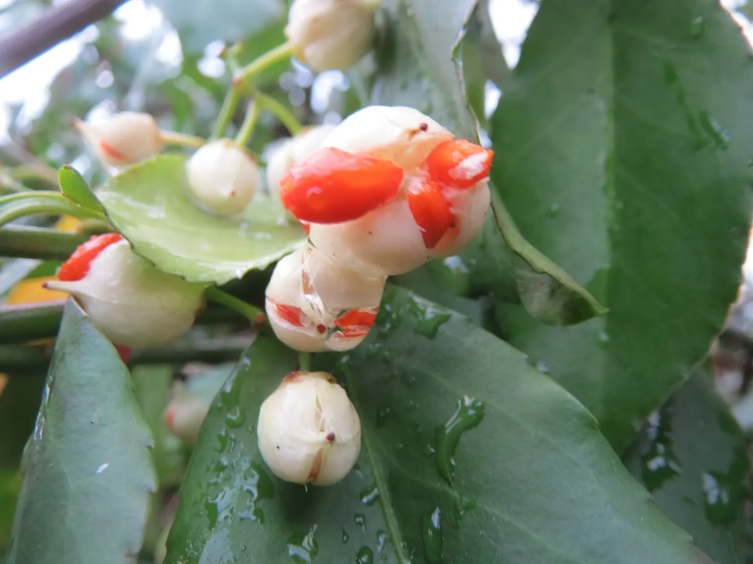 Japanese Euonymus (Euonymus Japonicus 'Grandifolia') — it does produce inconspicuous