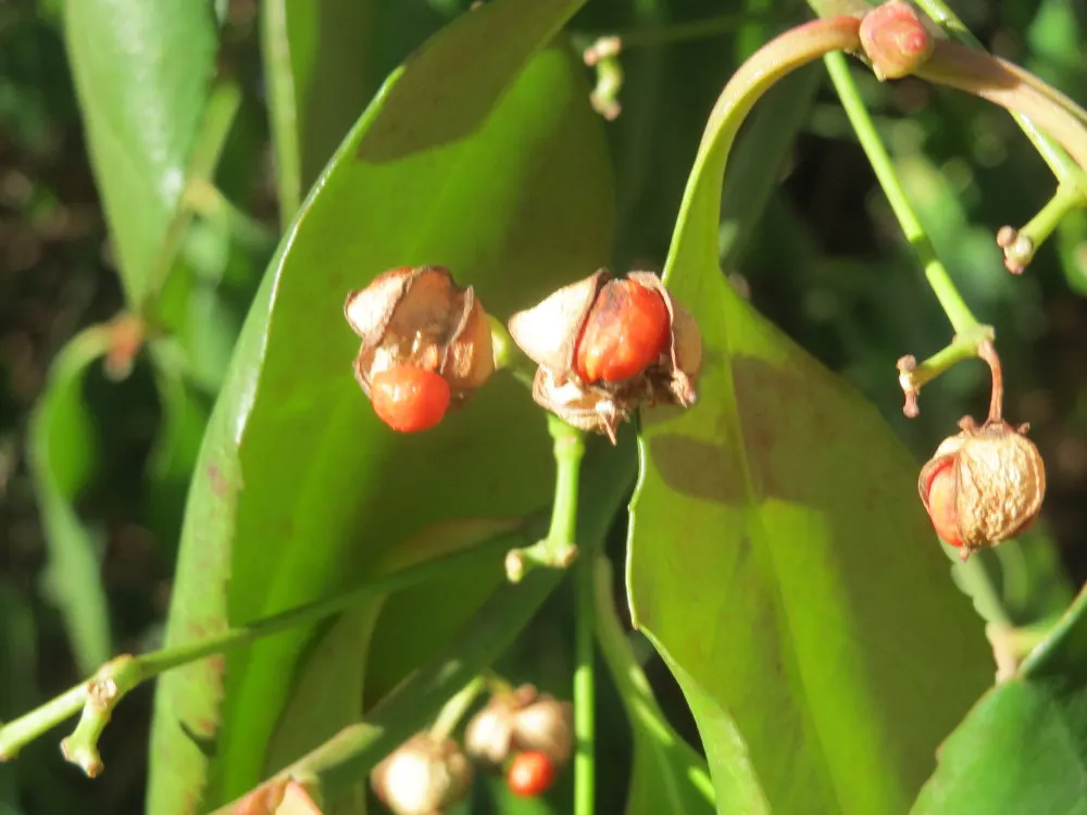 Japanese Euonymus (Euonymus Japonicus 'Grandifolia') — followed by seldom-seen pinkish fruit.<br><br>When designing your landscape; always check, image 72