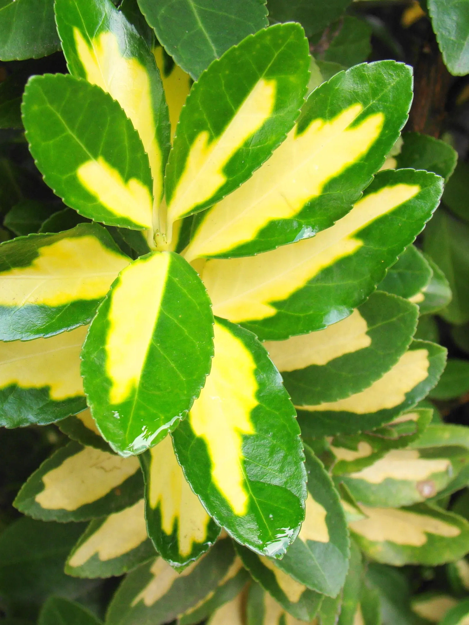 Japanese Euonymus (Euonymus Japonicus 'Grandifolia') — consider positioning the Japanese Euonymus in full sun to partial shade for optimal growth, image 73