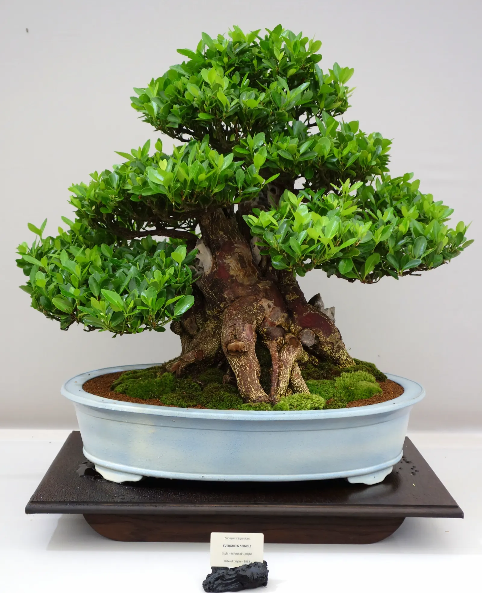 Japanese Euonymus (Euonymus Japonicus 'Grandifolia') — or *Euonymus japonicus* 'Grandifolia'; with each leaf measuring up to 3 inches long