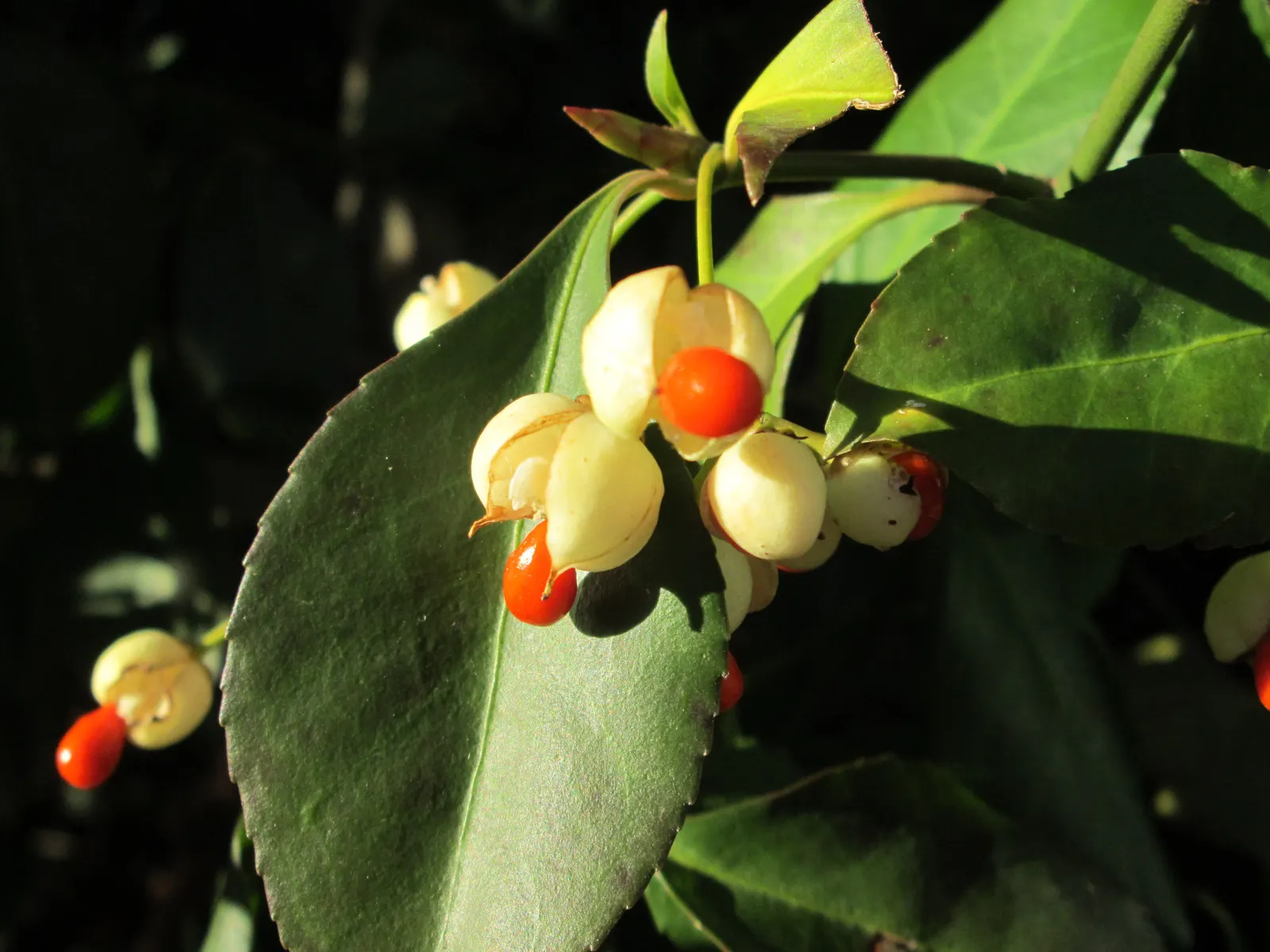 Japanese Euonymus (Euonymus Japonicus 'Grandifolia') — this hardy cultivar can reach an impressive height of 10 to 15 feet and a width of 5 to 6 feet