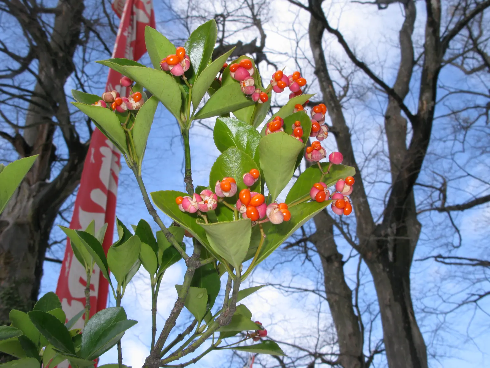 Japanese Euonymus (Euonymus Japonicus 'Grandifolia') — but it thrives best in slightly acidic to neutral soil (pH 6.0-7.5); it's adaptable to a, image 75