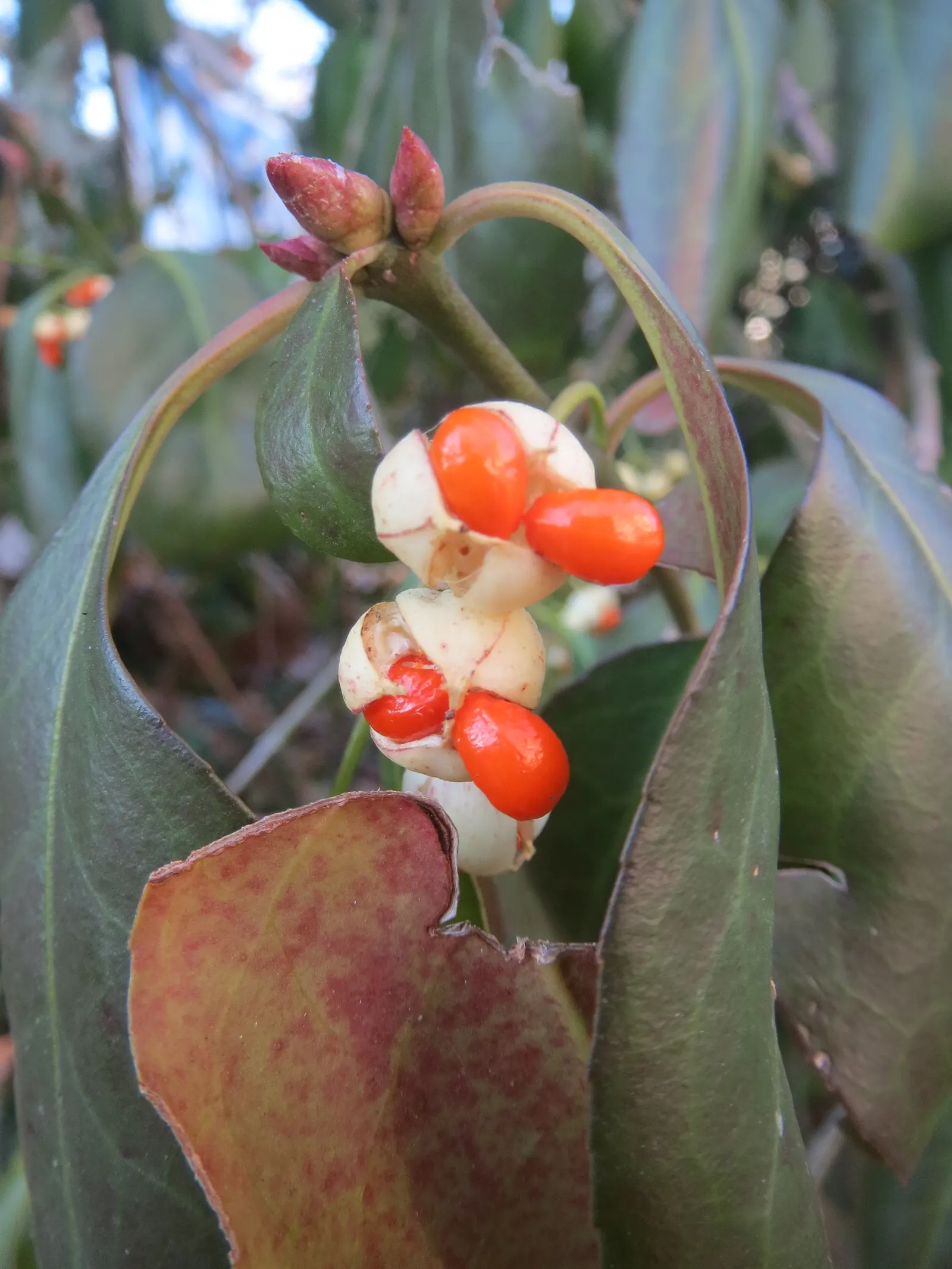 Japanese Euonymus (Euonymus Japonicus 'Grandifolia') — While the plant is predominantly grown for its foliage
