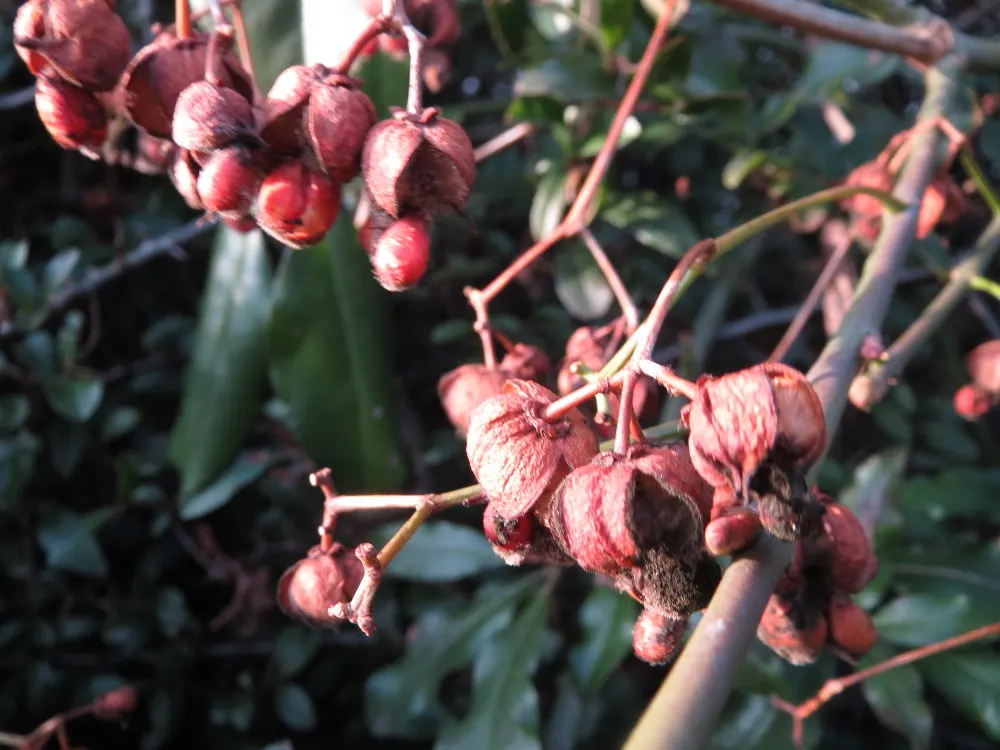 Japanese Euonymus (Euonymus Japonicus 'Grandifolia') — It's adaptable to a wide range of well-drained soils; with each leaf measuring up to 3 inches long