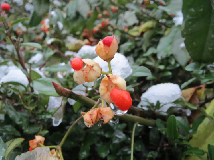 Japanese Euonymus (Euonymus Japonicus 'Grandifolia') — Regular watering will help establish the plant, though mature specimens are quite, image 48