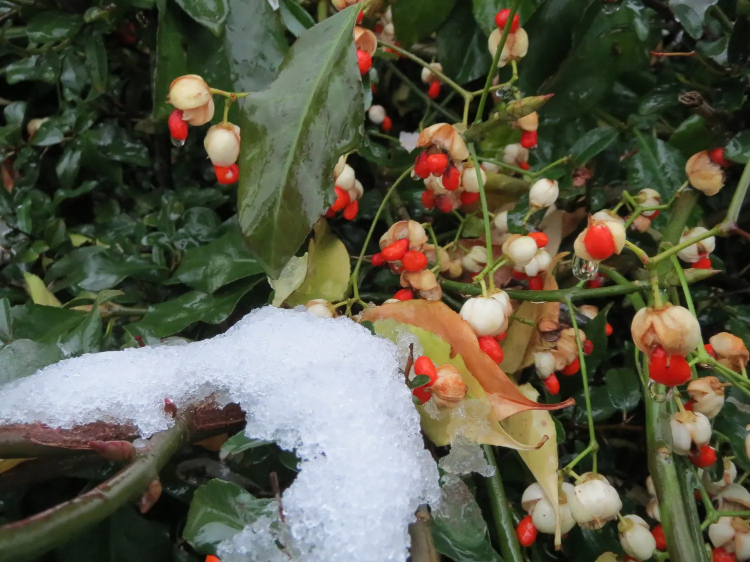 Japanese Euonymus (Euonymus Japonicus 'Grandifolia') — trim the shrub in late winter or early spring.<br><br>Be mindful that in some regions; with each leaf