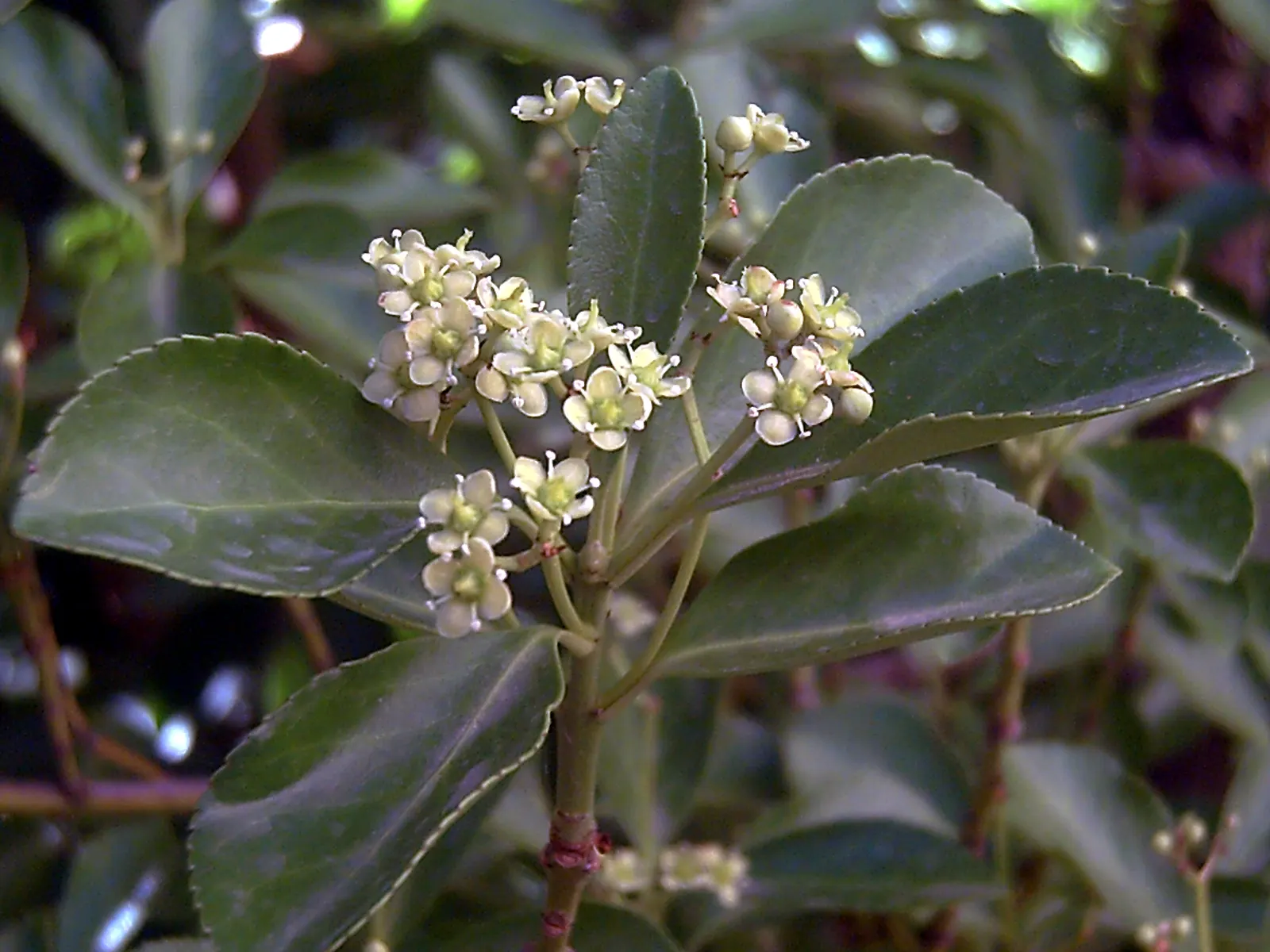 Japanese Euonymus (Euonymus Japonicus 'Grandifolia') — Its dense foliage provides year-round interest, making it a stalwart in structured landscape, image 33