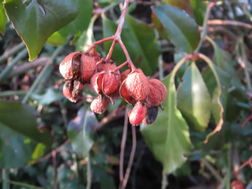 Japanese Euonymus (Euonymus Japonicus 'Grandifolia') — it does produce inconspicuous; with each leaf measuring up to 3 inches long, image 70