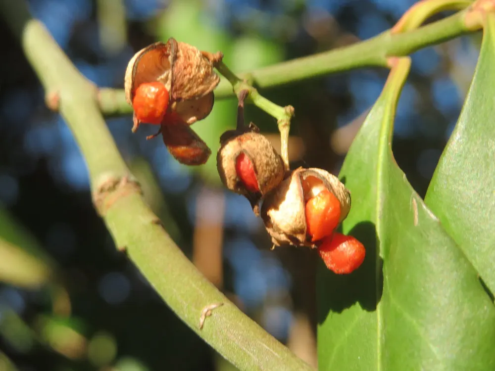 Japanese Euonymus (Euonymus Japonicus 'Grandifolia') — The Japanese Euonymus 'Grandifolia' is a robust evergreen shrub, flourishing with large, lustrous green