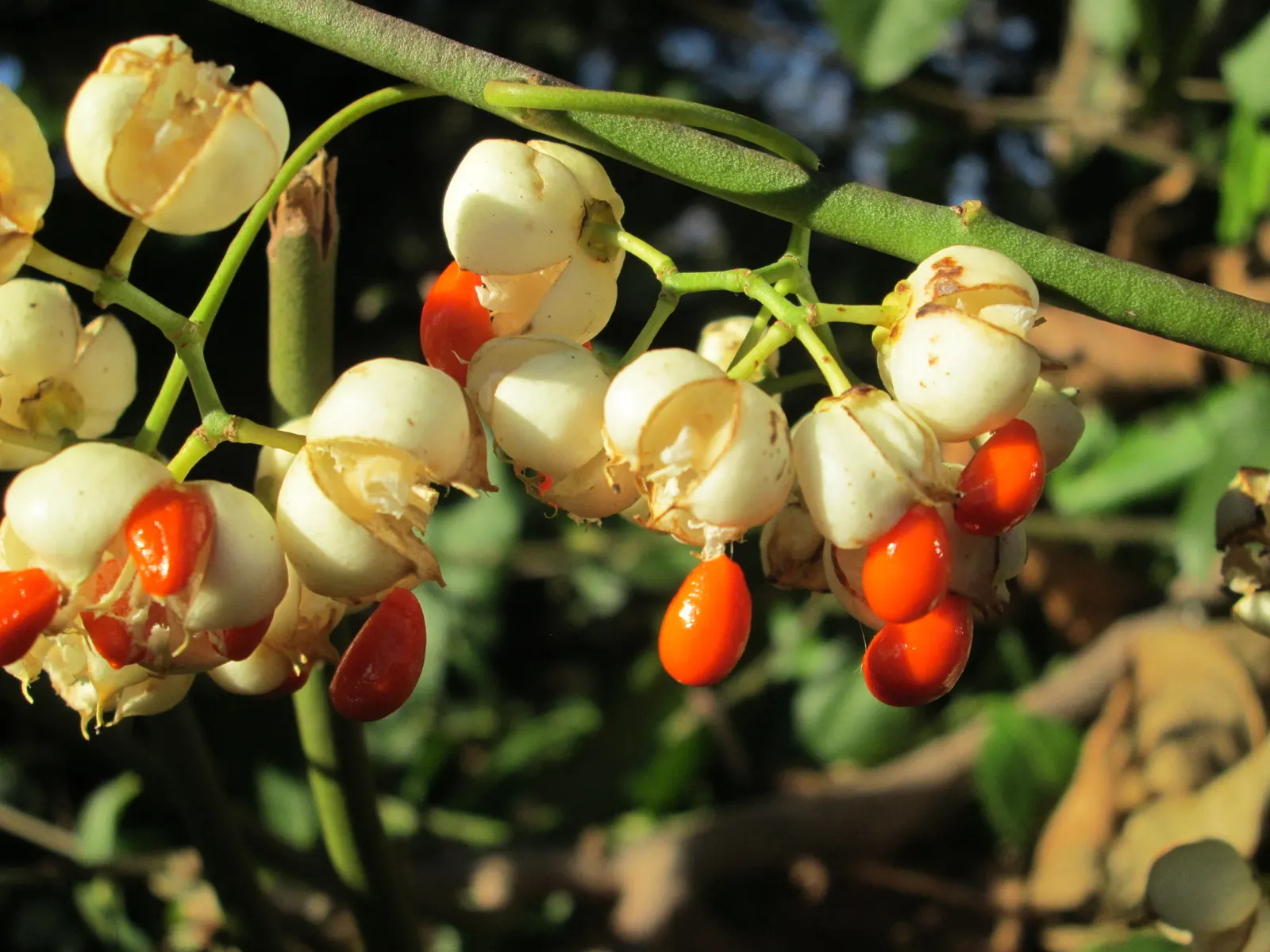 Japanese Euonymus (Euonymus Japonicus 'Grandifolia') — Always check with local guidelines before incorporating this species into your garden design; needing