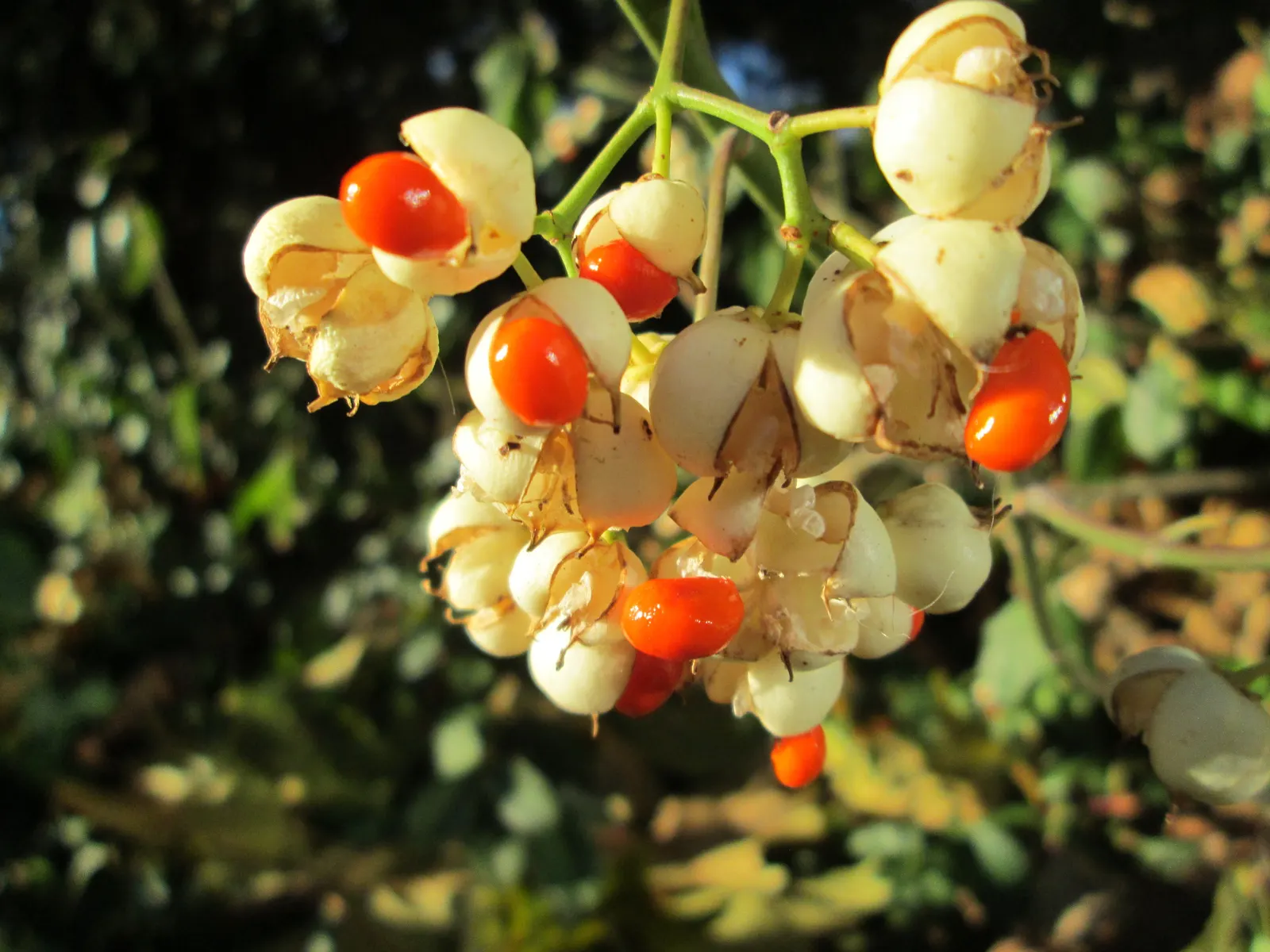 Japanese Euonymus (Euonymus Japonicus 'Grandifolia') — glossy foliage and robust growth habit